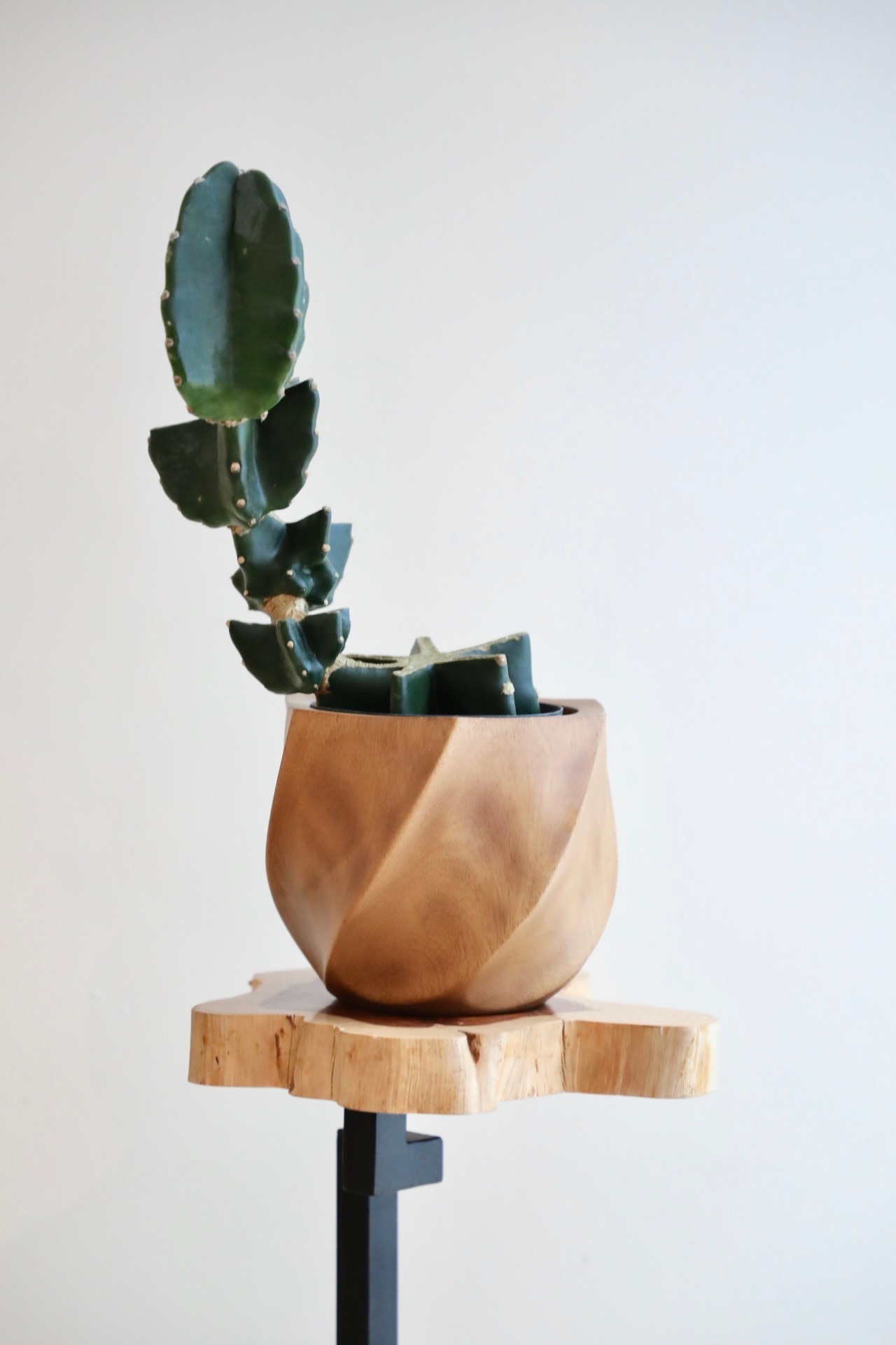 【M】サボテン ブランチ　※マンゴーウッドポット付き