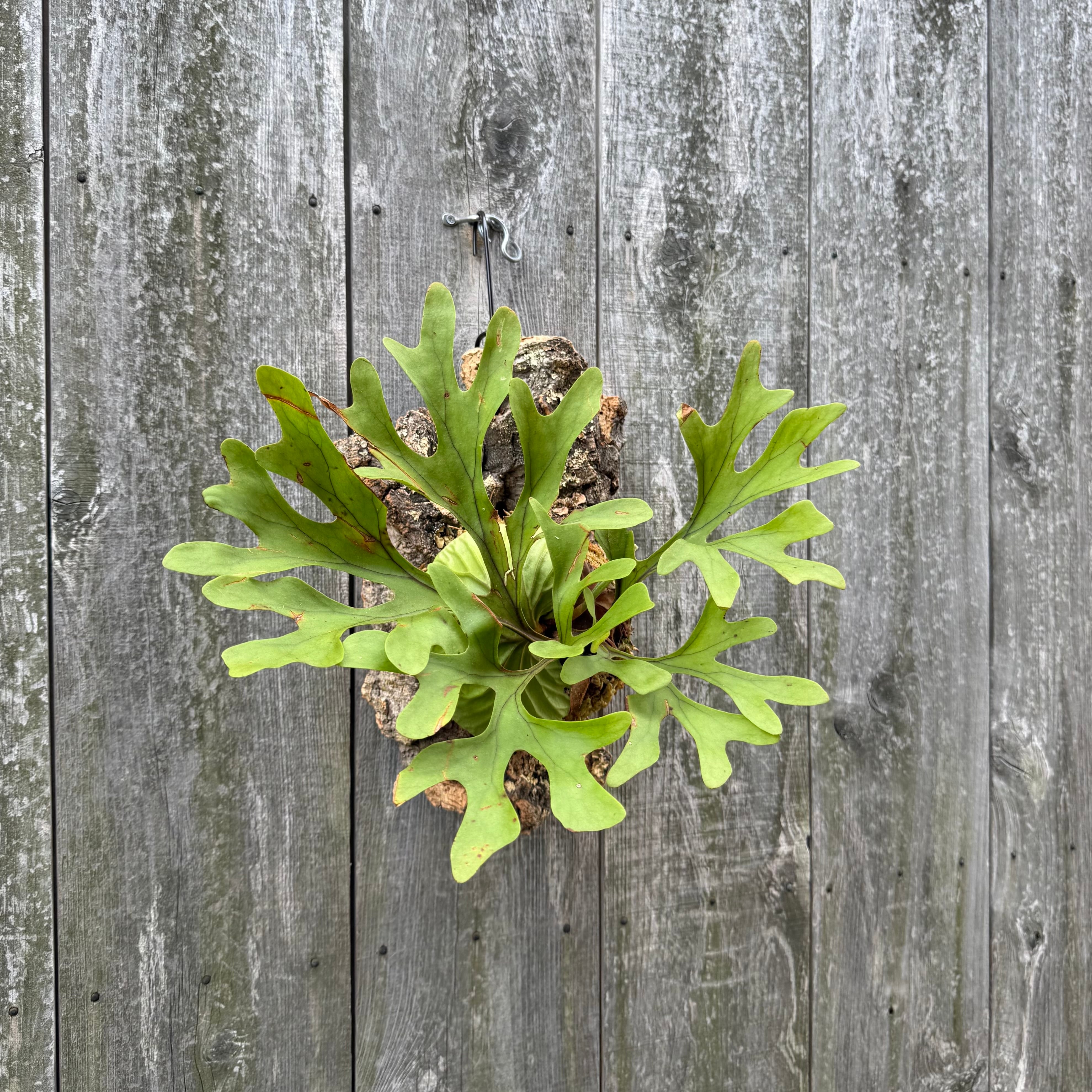 P.ridleyi wild | naturefix