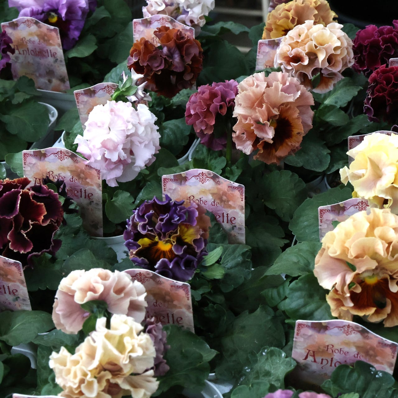 457 超希少！サトウ園芸さんの『ローブ ドゥ アントワネット 』（MIX