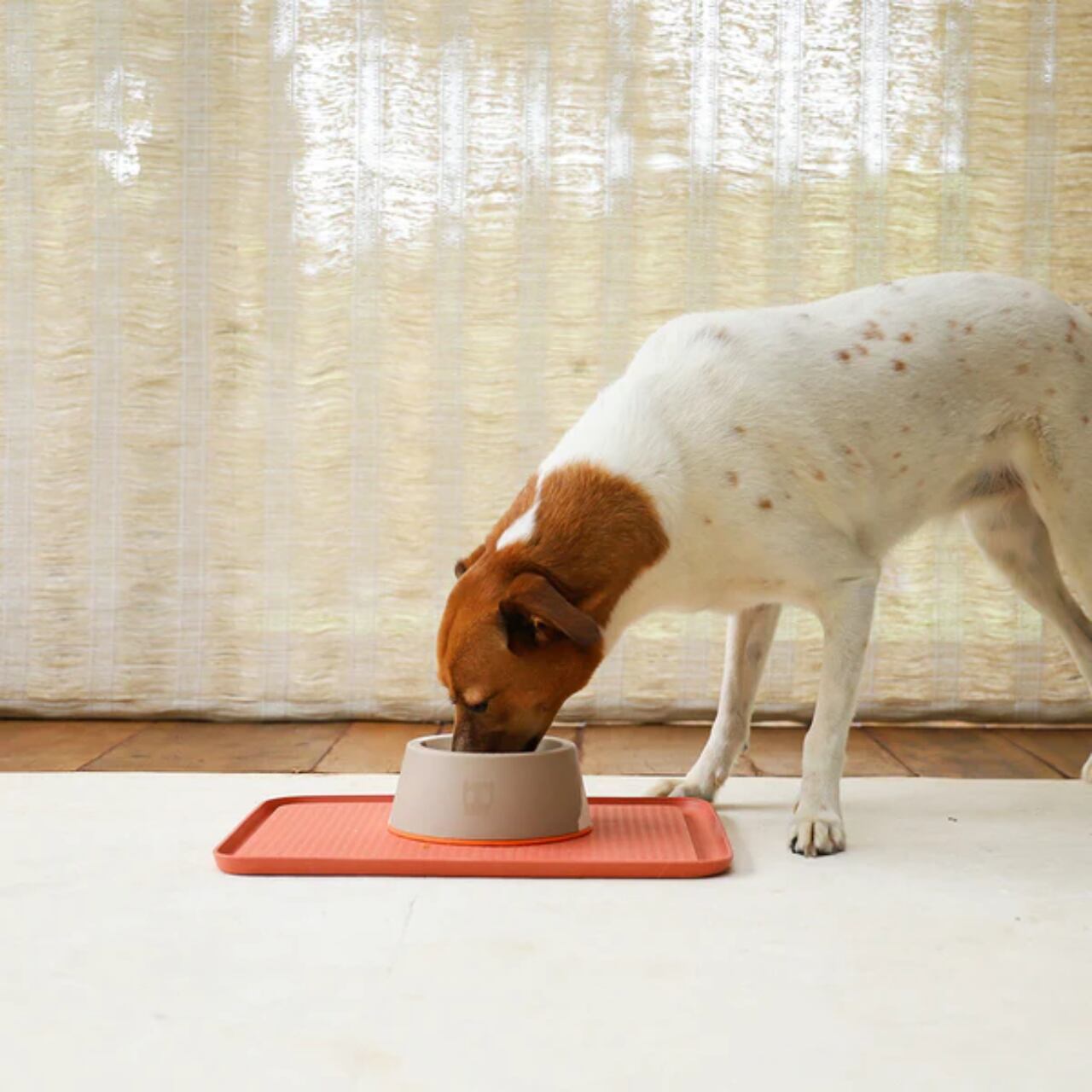 【zee.dog】 メラミンボウル Lサイズ