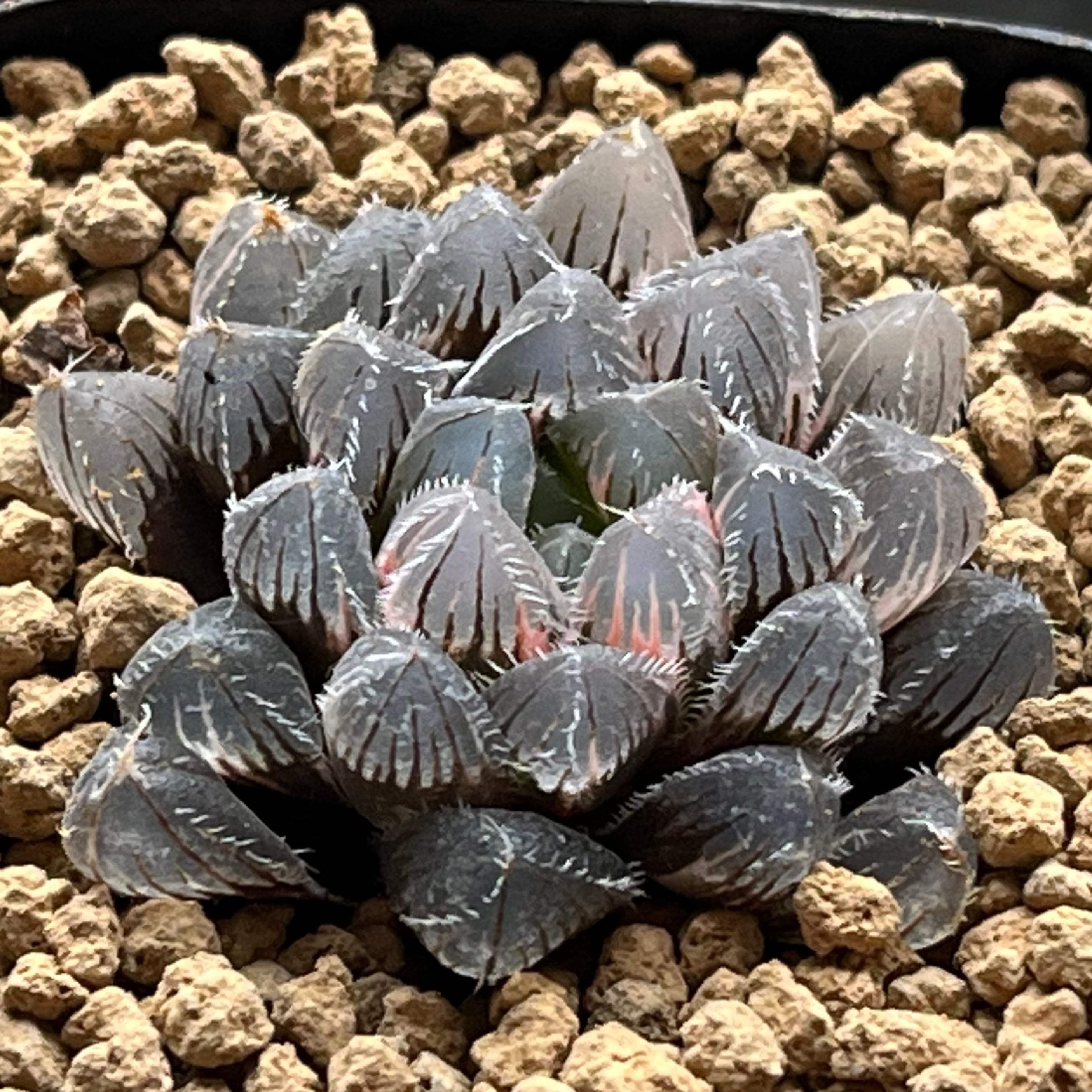 ハオルチア 黒玉露錦 ローズゴールド | mocono_plants
