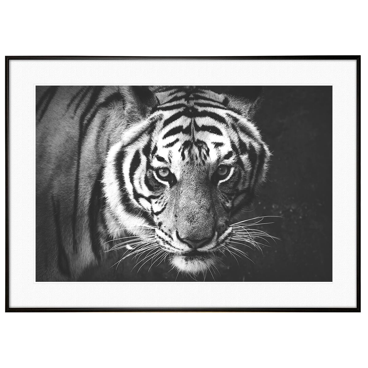 動物写真 虎 インテリア モノクロアートポスター額装 AS2964