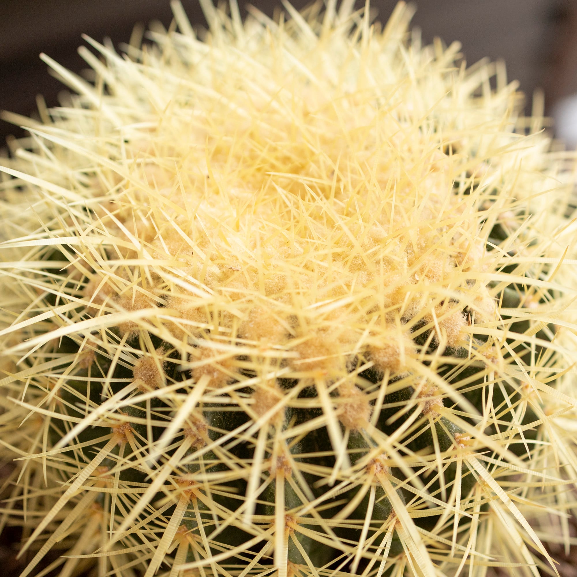 SALE キンシャチ　サボテン　⭐︎金鯱8号 園芸ネット本店｜サボテン：金シャチ（キンシャチ・金鯱）8号鉢植え