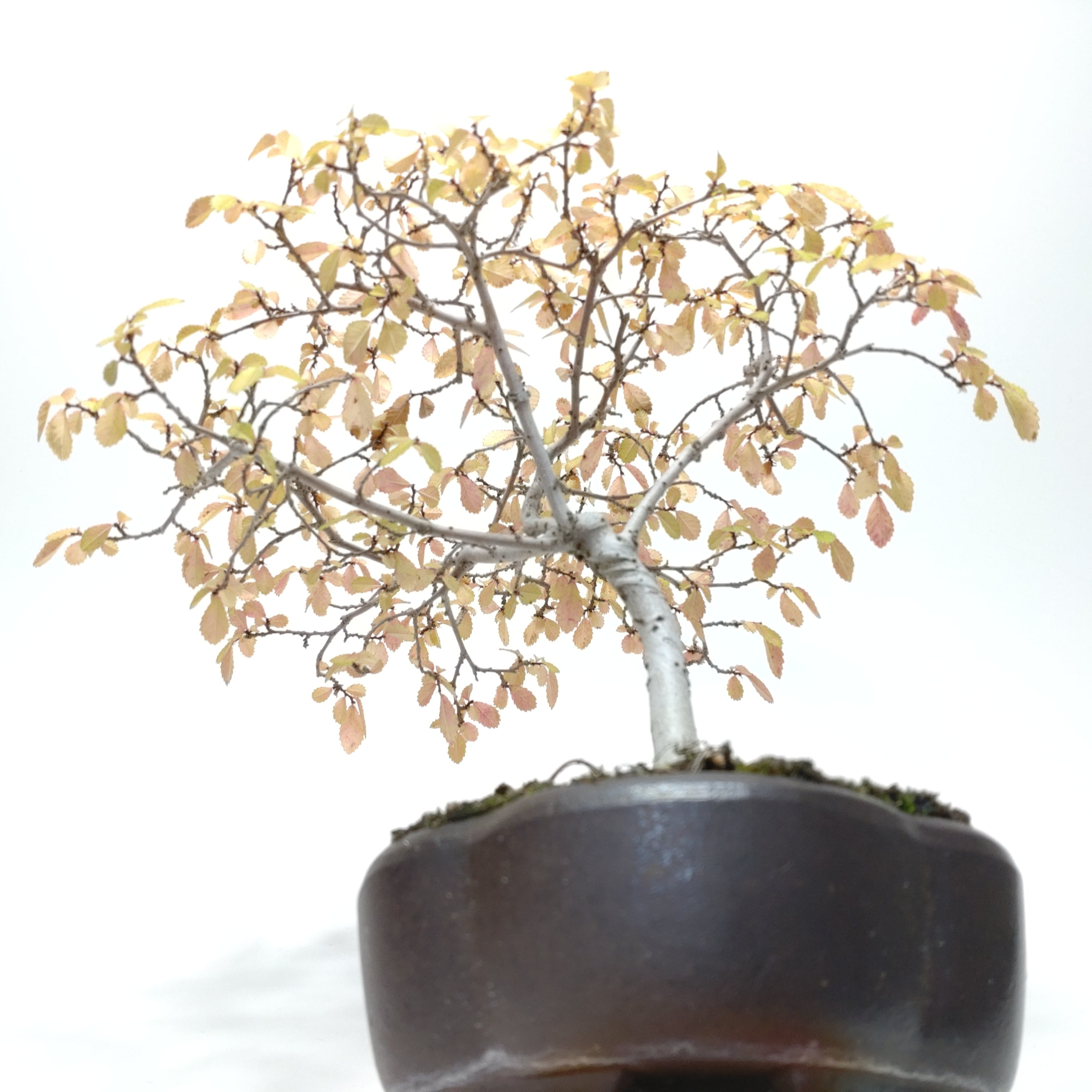 楡欅（ニレケヤキ）盆栽 SS013 | 盆栽創【Bonsaisou】