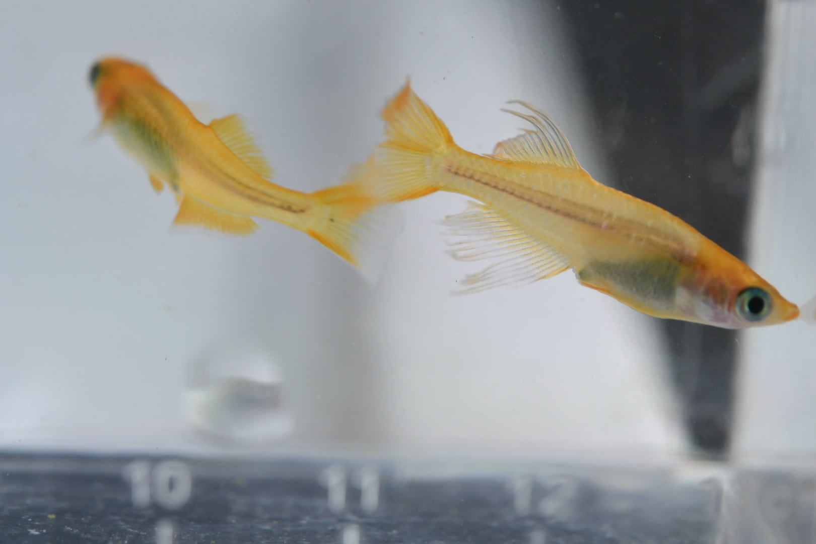 レモンスカッシュヒレ長 1ペア | めだか魂