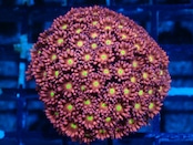 SelectionBaliShip Goniopora FromMakassar Pink