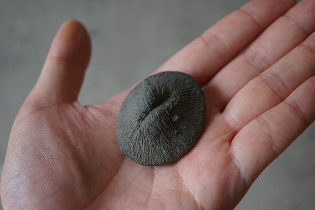 オーストリア産 六放サンゴ化石 Cyclolites sp. 1217