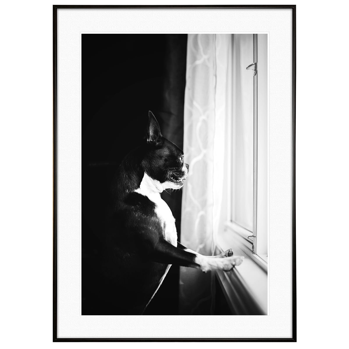 動物写真 犬 ボストンテリア インテリア モノクロアートポスター額装 AS4586