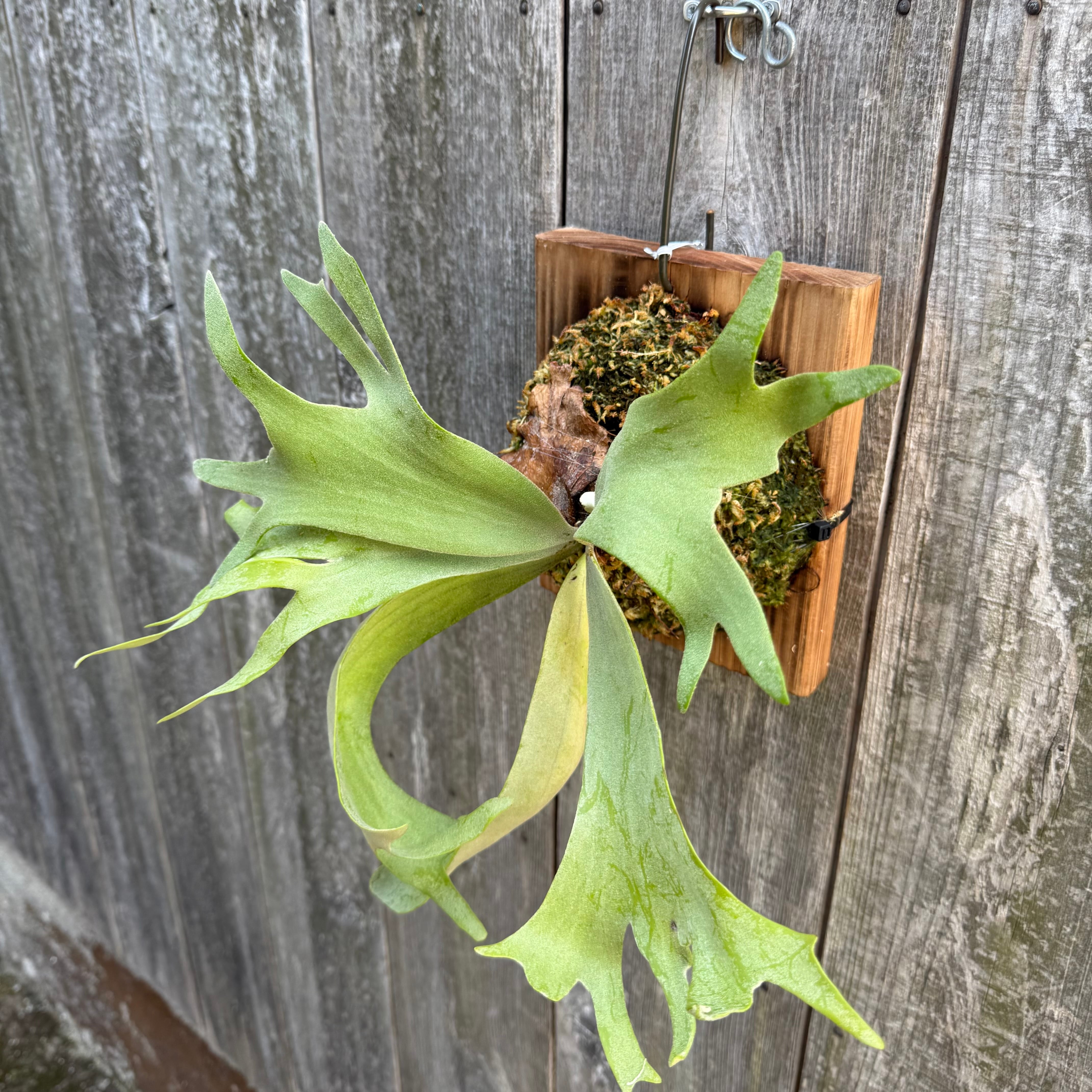 P. willinckii cv. Soho (sporeling) | naturefix
