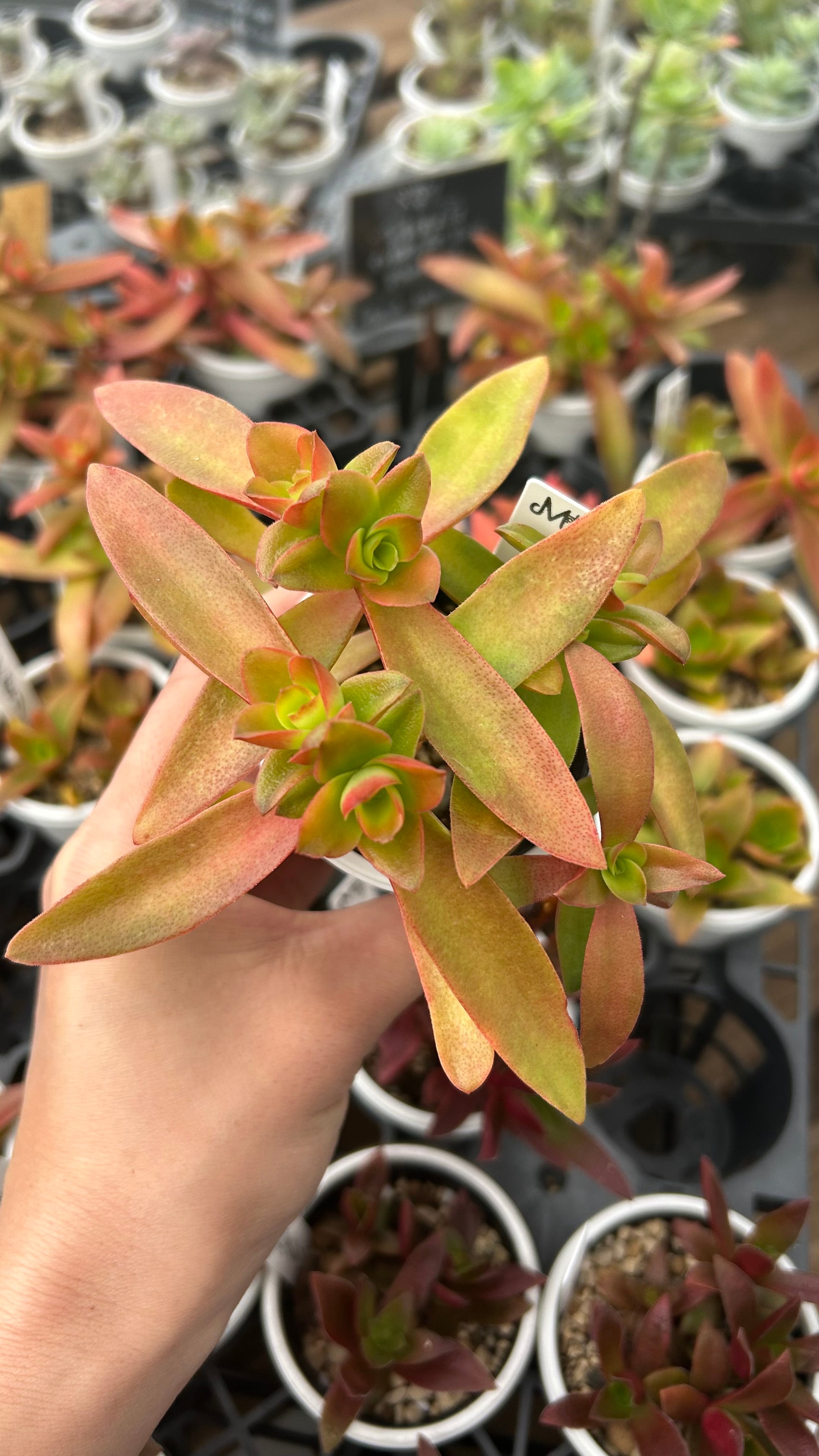 茜の塔錦 多肉植物 クラッスラ 安心の生産ポットそのまま販売（8個