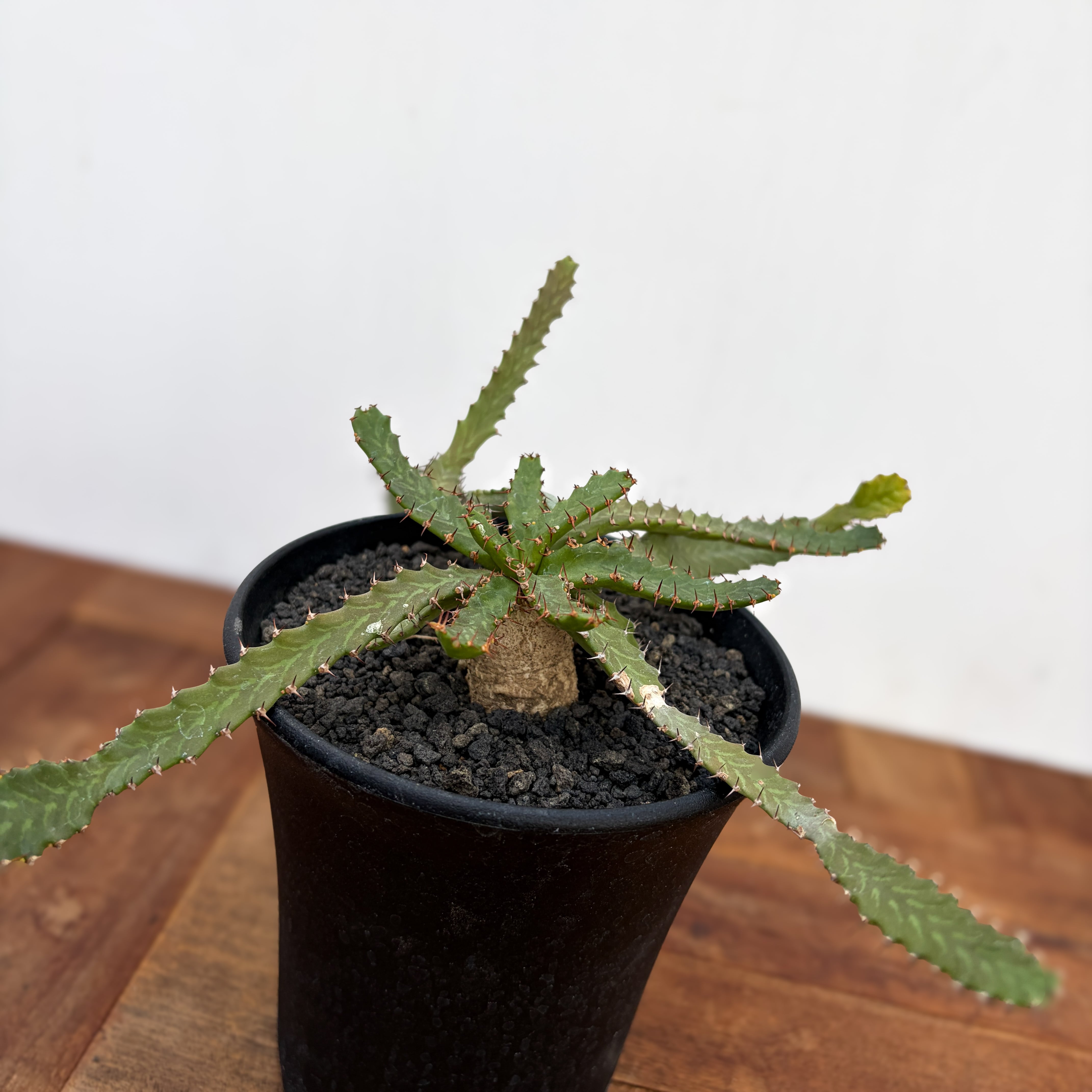 Euphorbia stellata【ユーフォルビア・飛竜・実生】 | RIMO'S GREEN