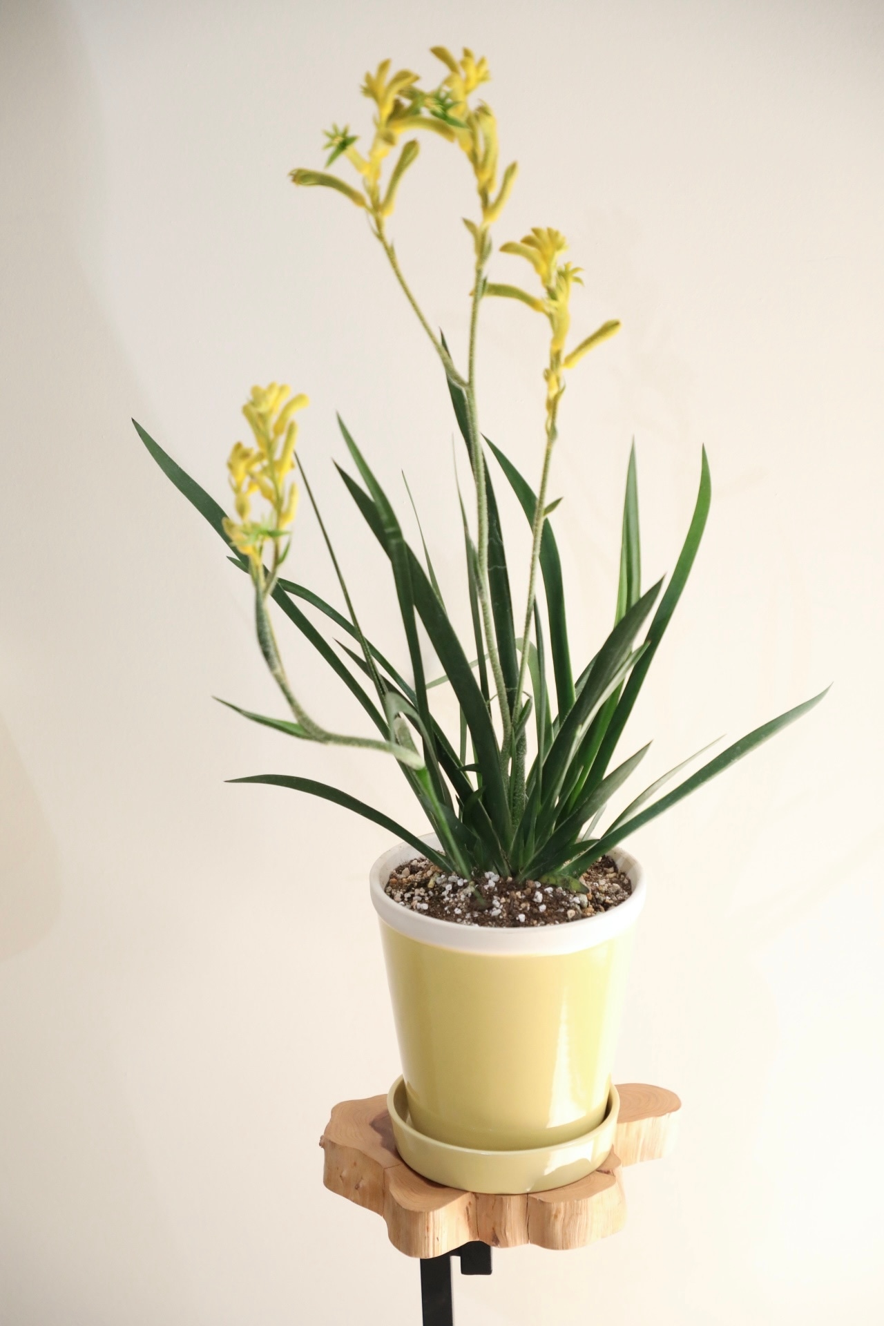 【M】カンガルーポー/ Kangaroo paw ※陶器鉢付き