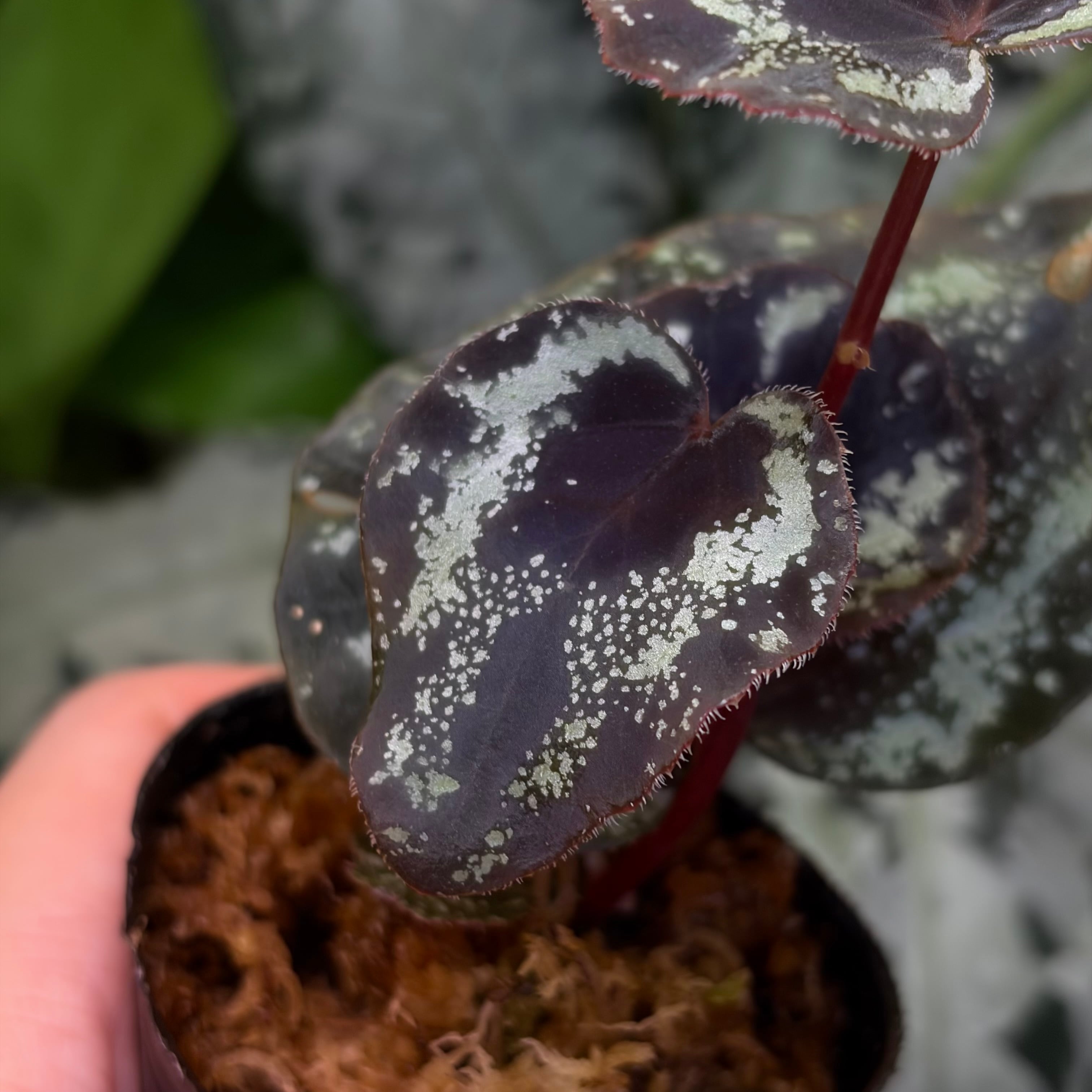 Begonia sp. Kapong Phang Nga【ZOE0425-5t】 銀河系 | 熱帯雨林植物