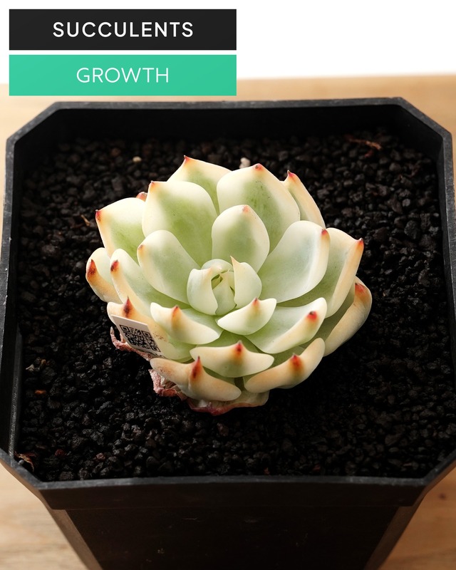 カット苗 チワワエンシス 全周斑 S Echeveria chihuahuaensis 'Yin Yang Variegated'
