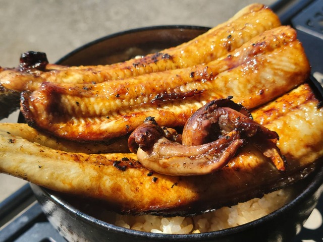 送料無料！活 江戸前 船橋三番瀬 ホンビノス貝※5㎏※50個前後