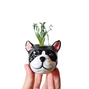 アルブカ コンコルディアナ