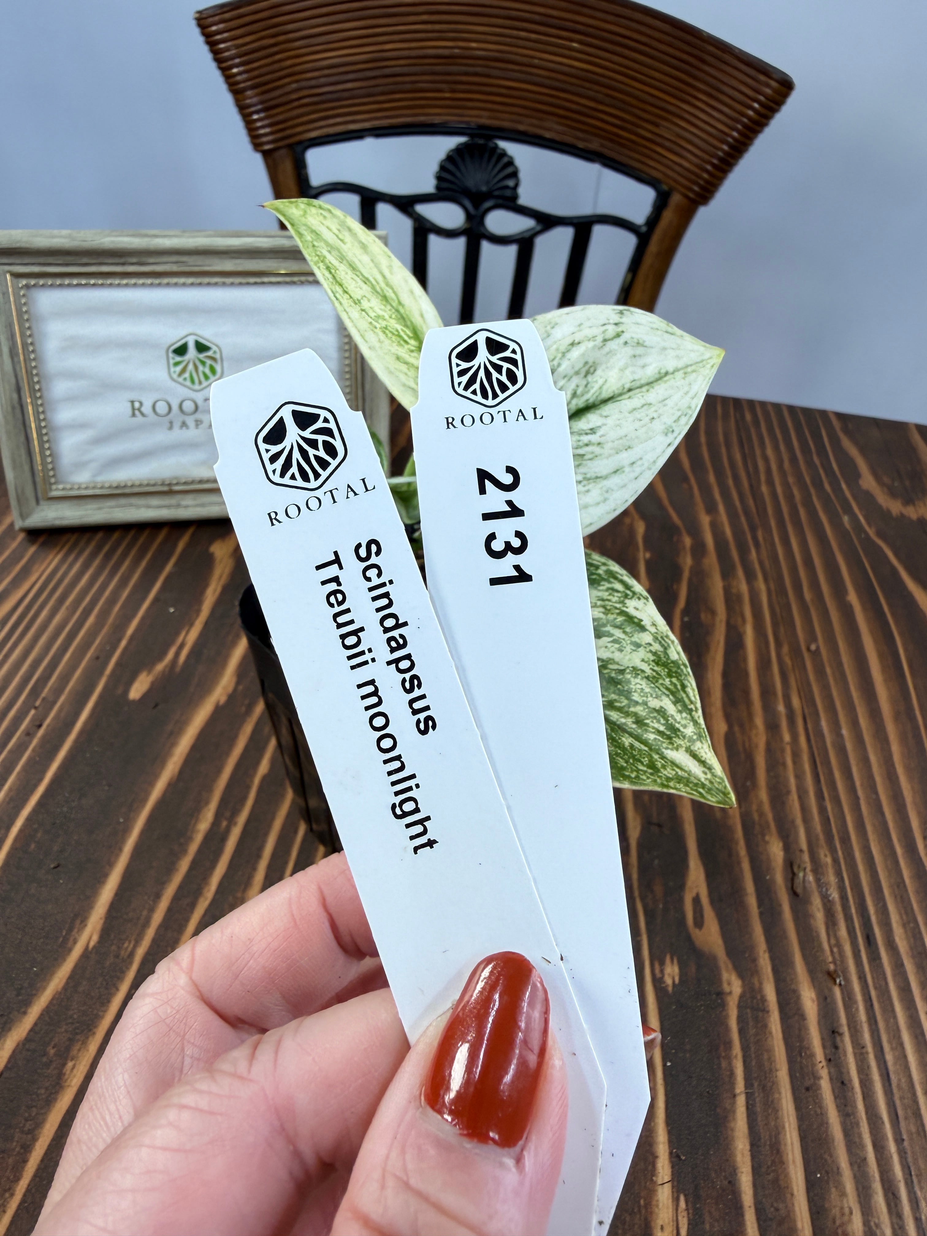 ★2131【月光を映す美葉】スキンダプサス トレビームーンライト(2.5号ポット)