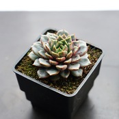 カット苗 ユアンフア Echeveria 'Yuanhua'