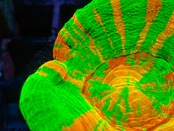 SelectionAussieShip Scolymia HiendUltra