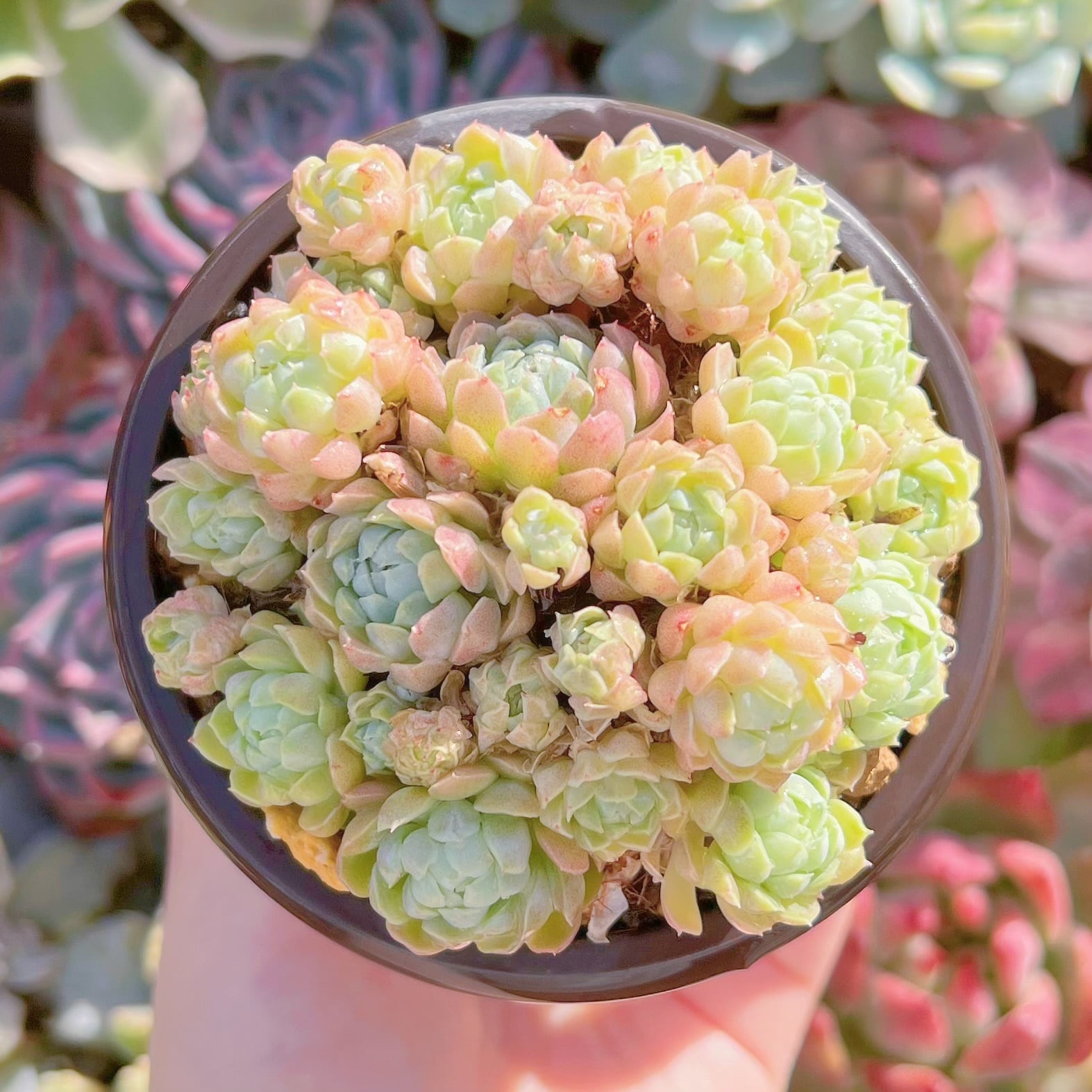 現品　多肉植物　ハチミツボール#1113　群生　新入荷　るる農園