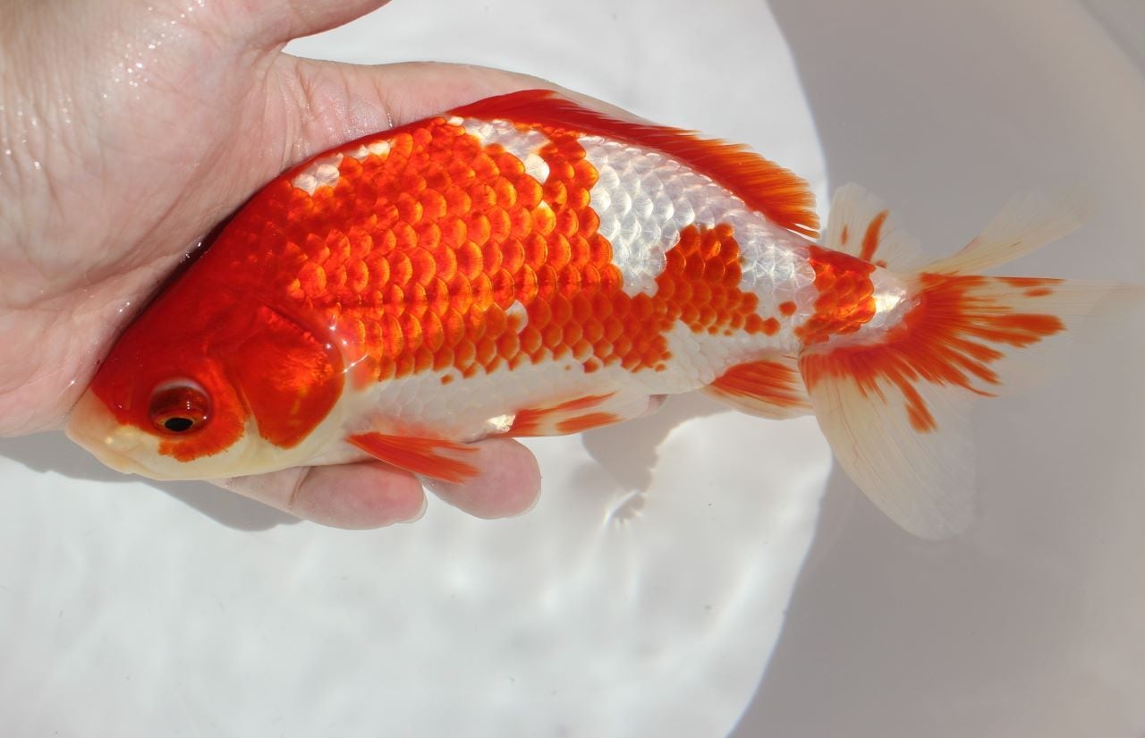 更紗和金 鮒尾 ２才 ① ., 2024.4.21, 更紗和金フナ尾, 9cm, 2歳, @funaowakin270 氏作, #鮒尾和金270 , .