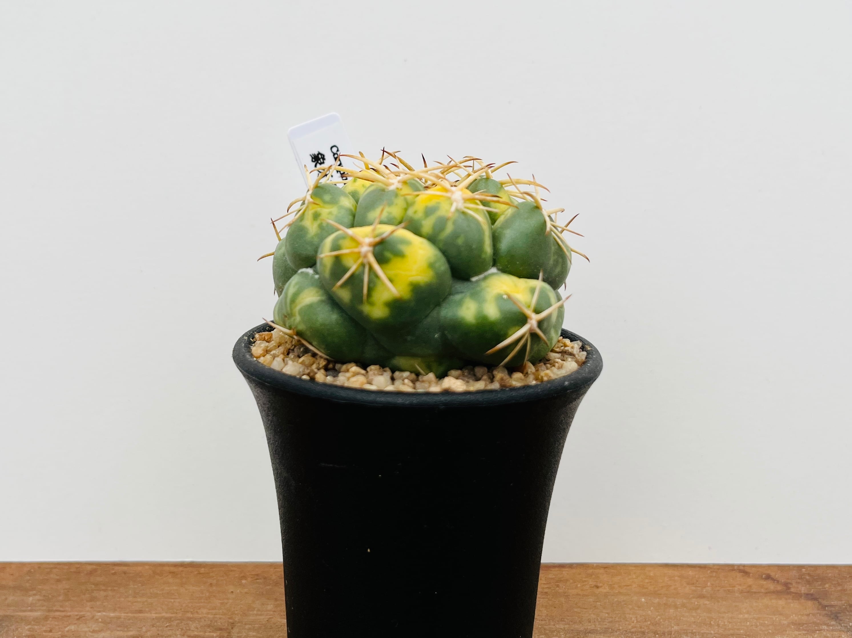 Coryphantha elephantidens コリファンタ 象牙丸錦 サボテン | PAY ID