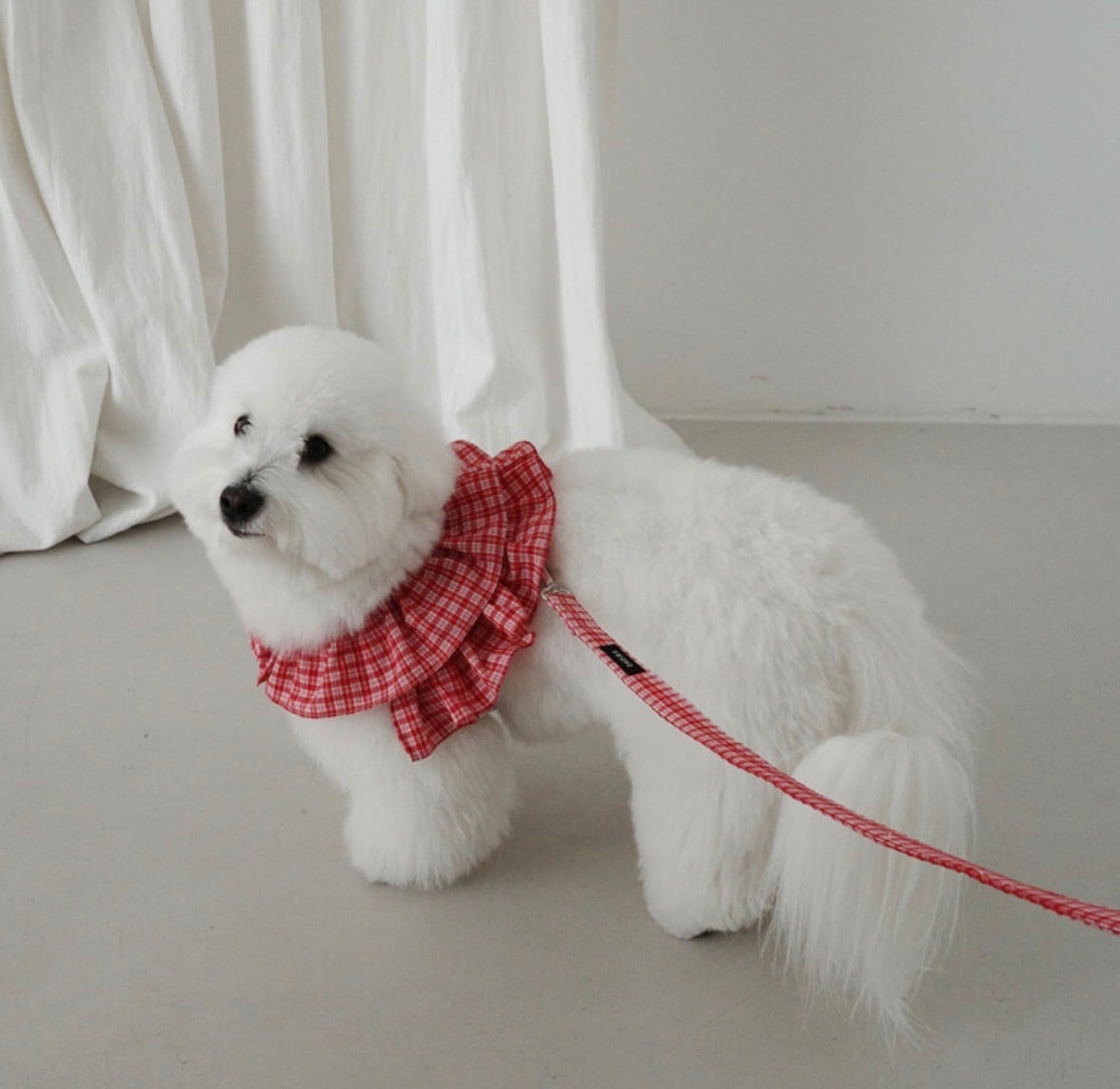 OHDIBS】 | ropet