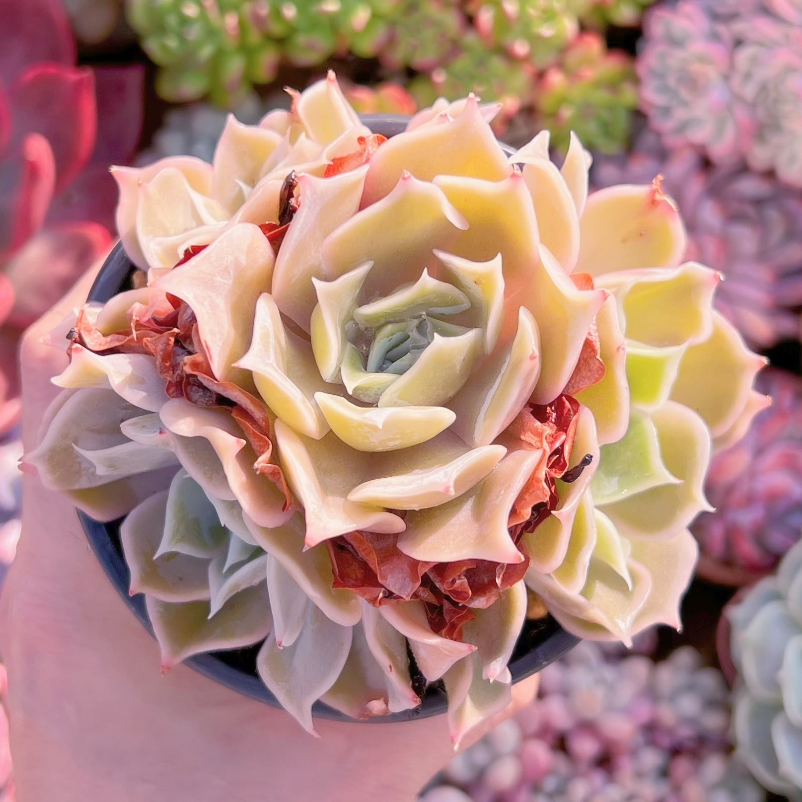 現品　クジラ#1007    群生　新入荷