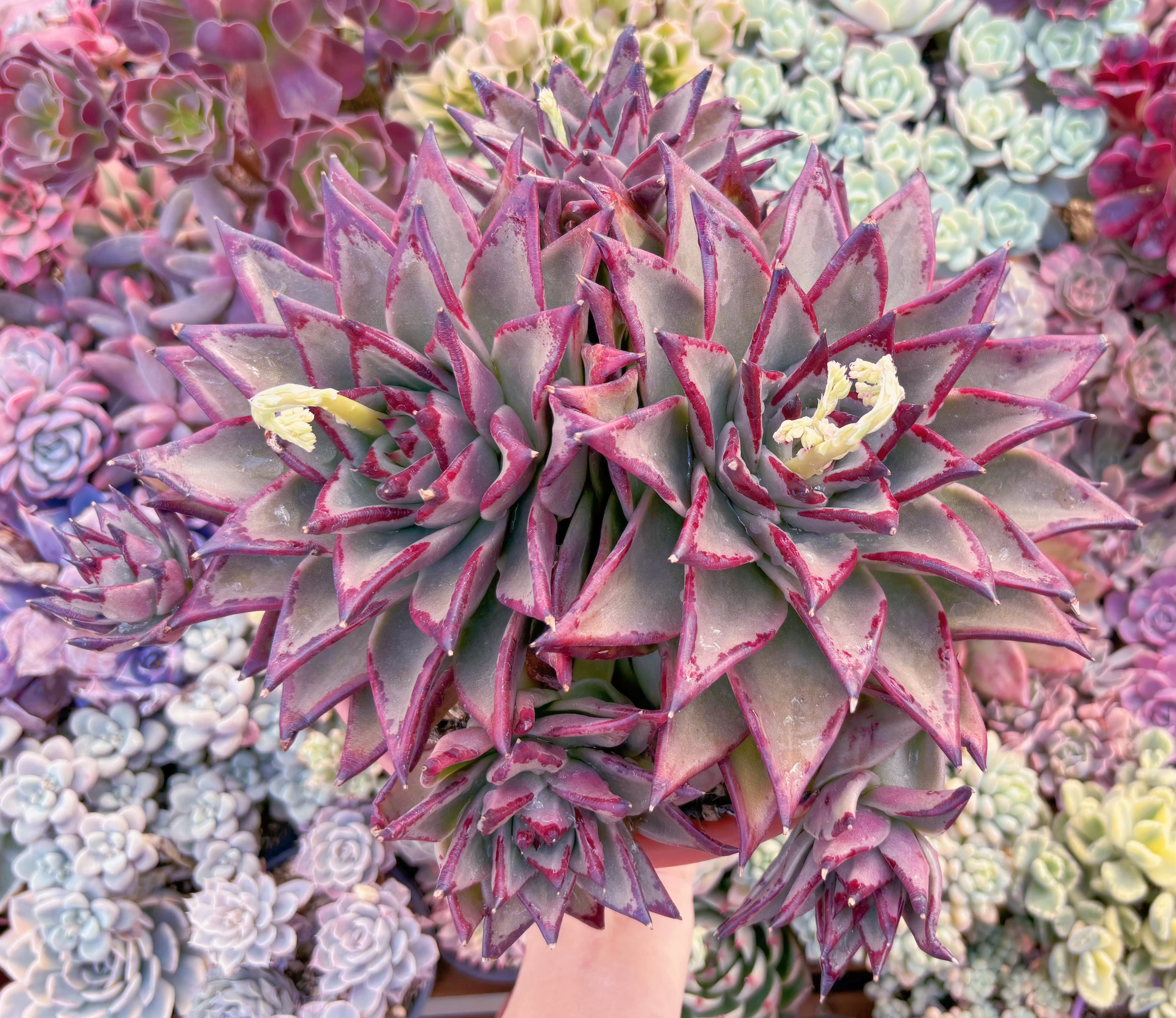 現品　黒魔王#254　特特特大群生　るる農園