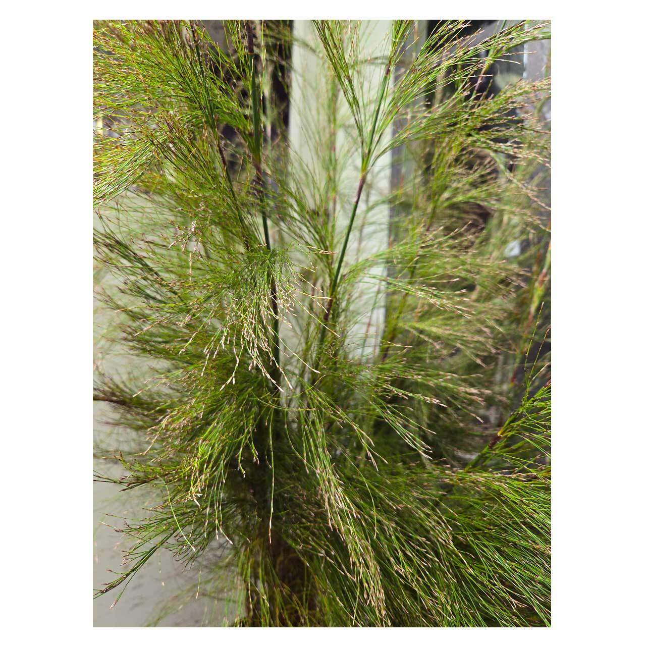 Rhodocoma capensis | Seeding