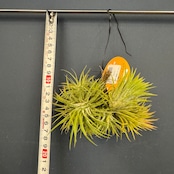 チランジア ハムエムラ ハンギング【355】