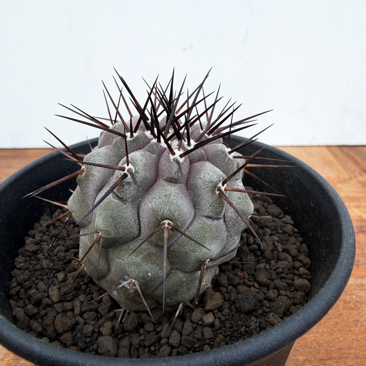 Copiapoa cinerea【コピアポア・黒王丸・実生】