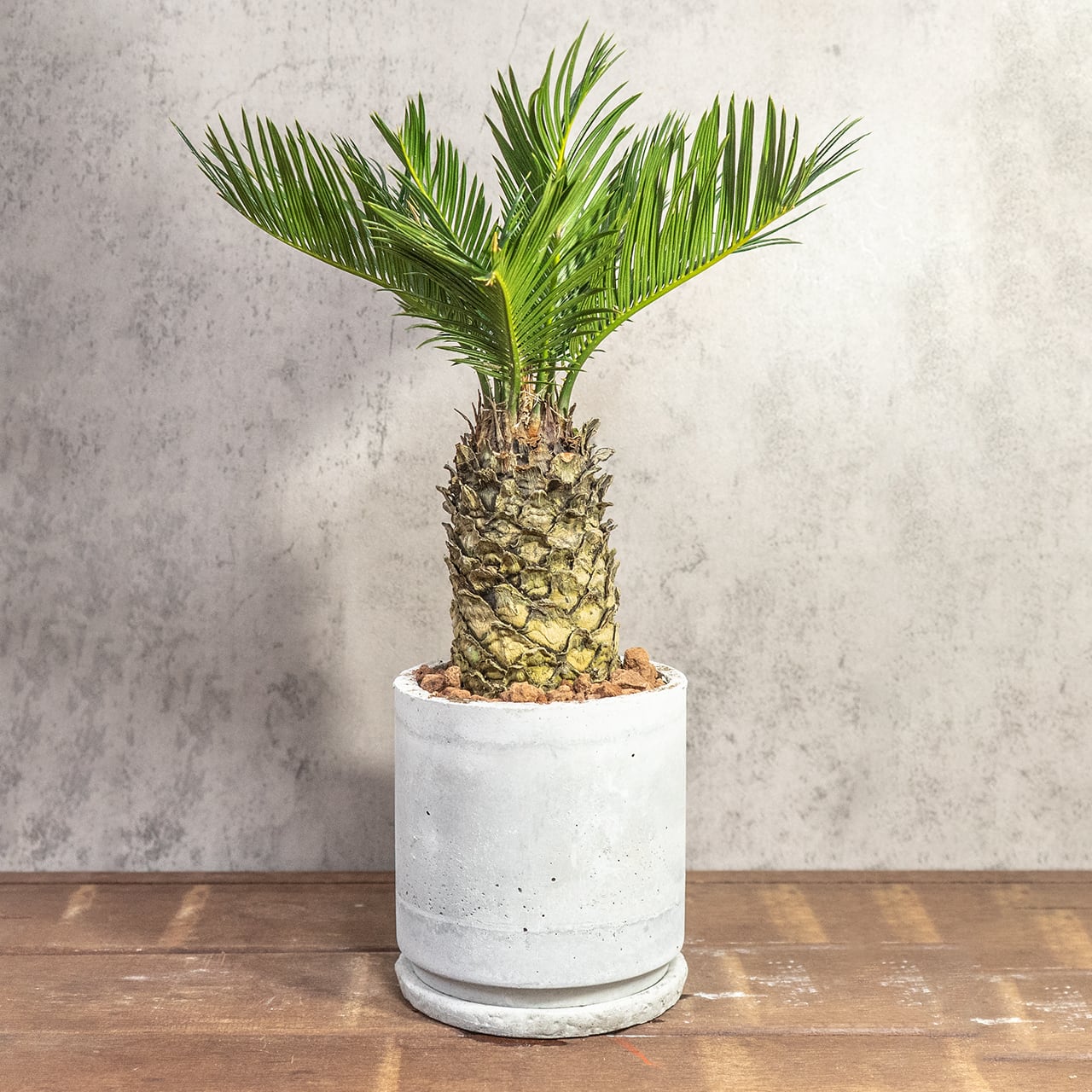 厳選一点物 パイナップルのようなゴツゴツした幹が魅力のソテツ ハンドメイドモルタル鉢と速乾性ソイルで仕立てた風格ある極上の一鉢■虫発生抑制【全国一律送料850円】