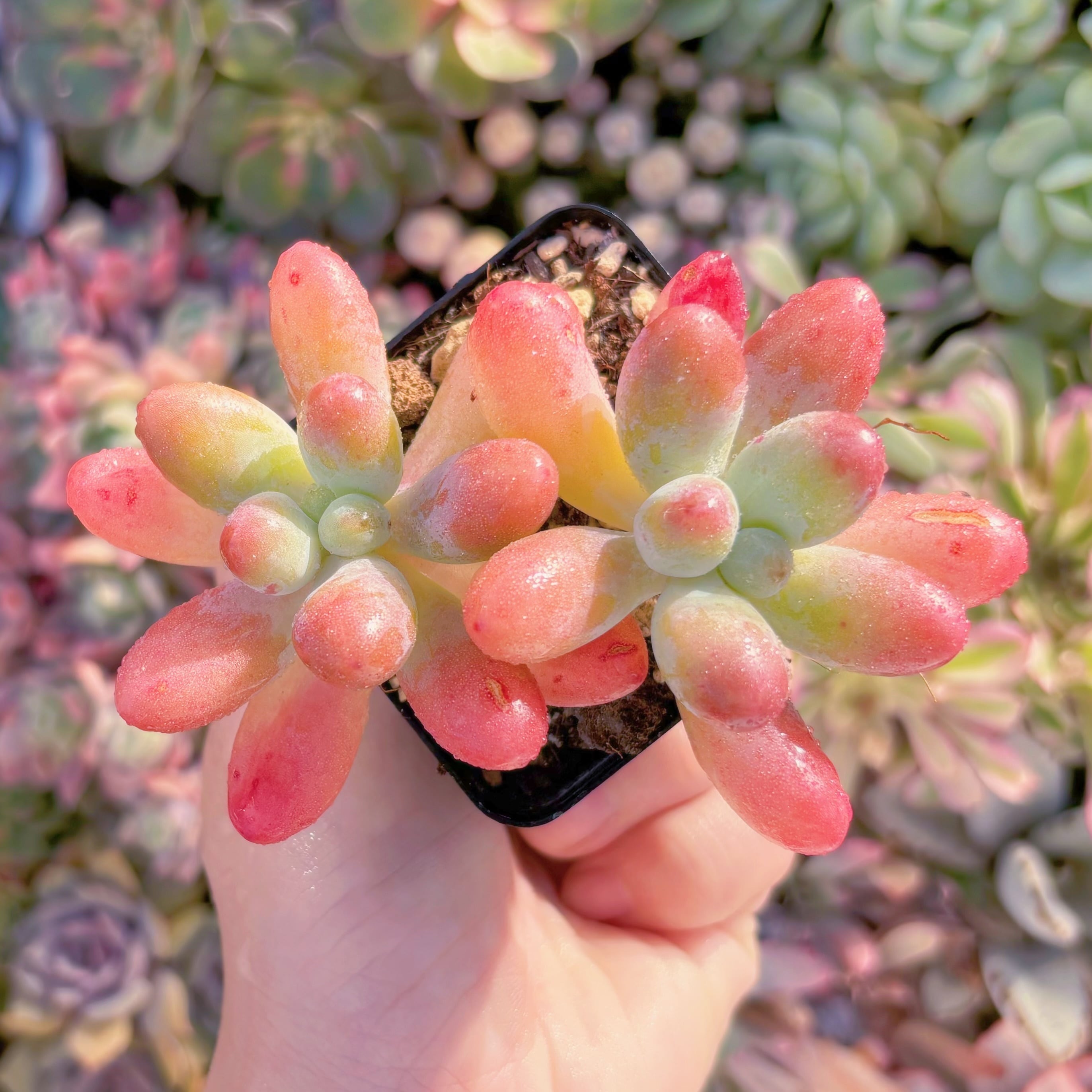 現品　パトリックスター#1153　新入荷　るる農園