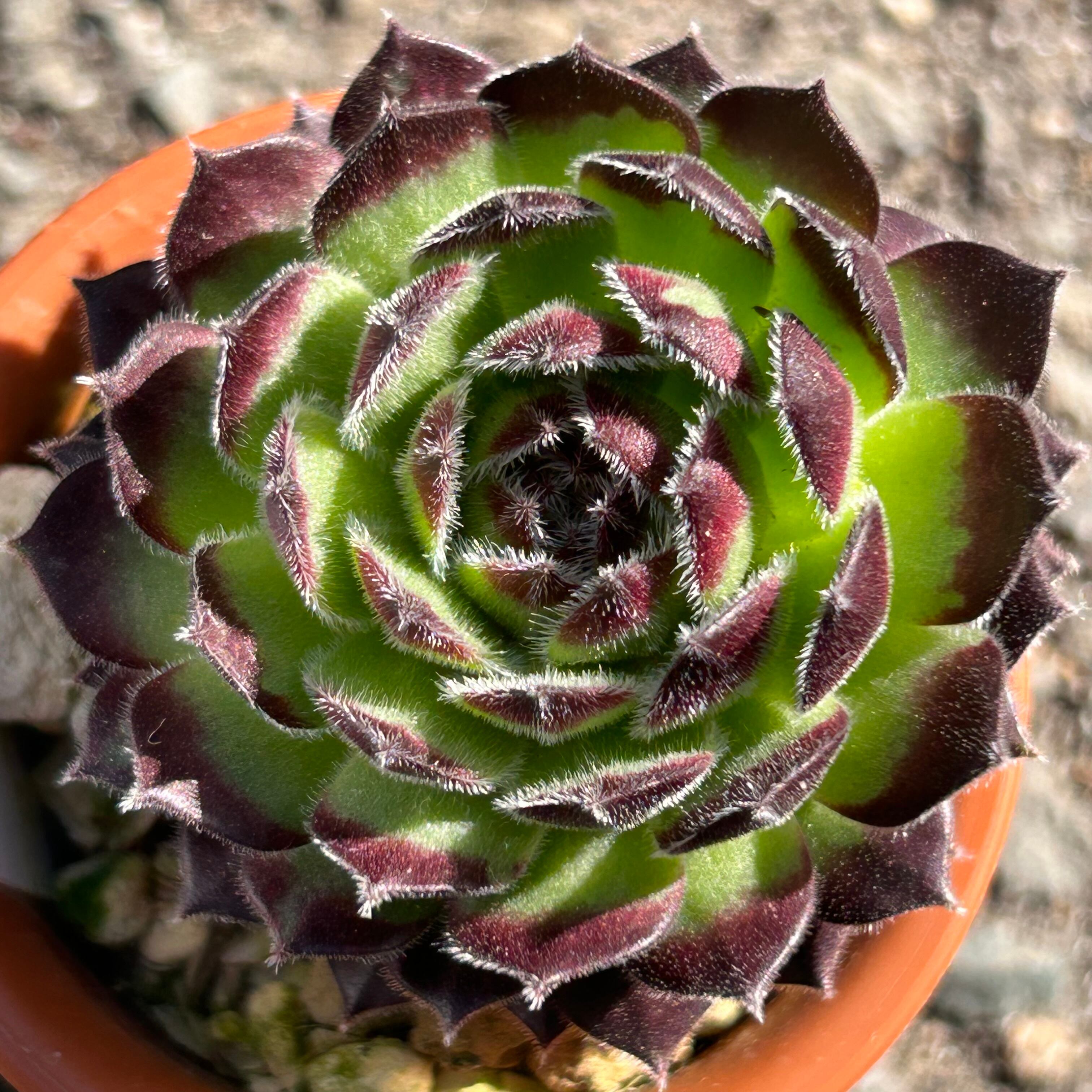 センペル | RuPo 多肉植物専門店