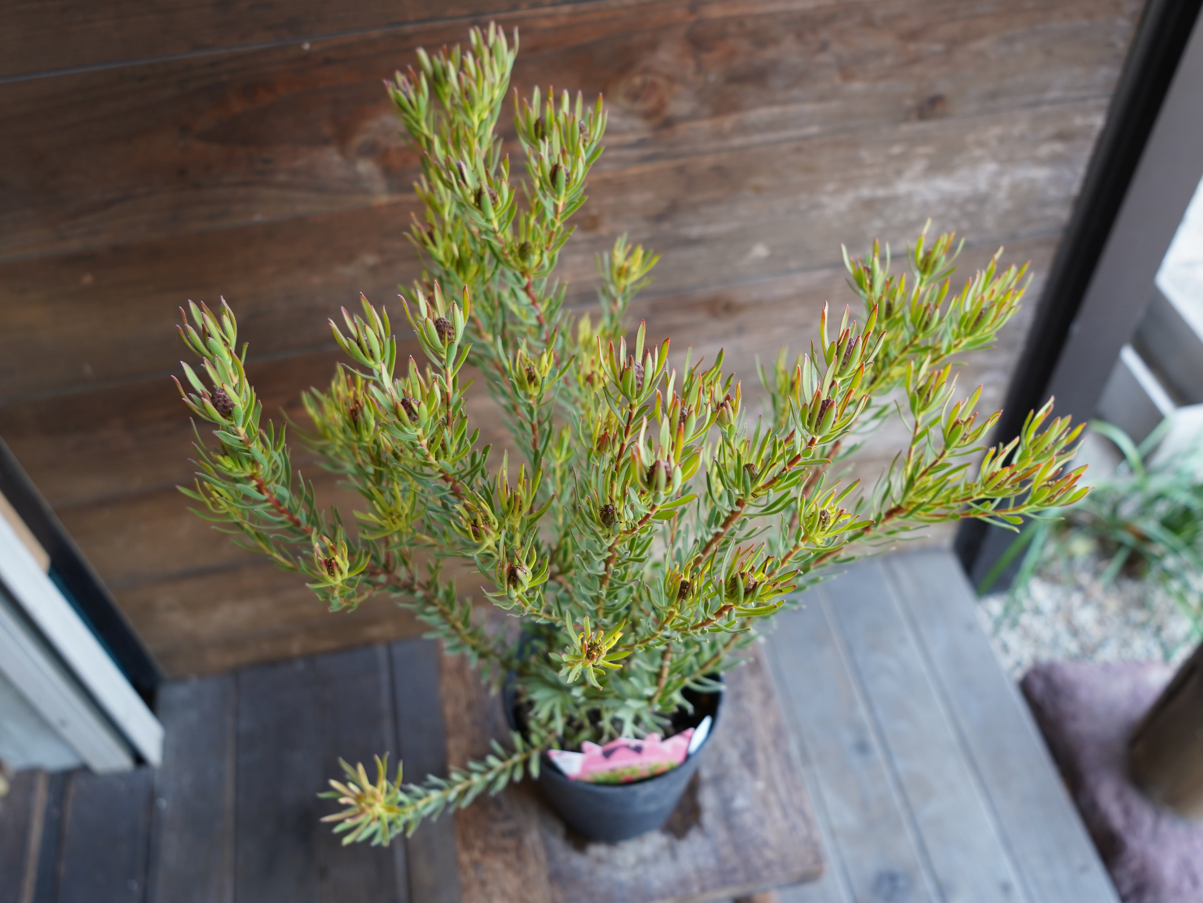 【現物】リューカデンドロン　”Strawberry Fair”　B