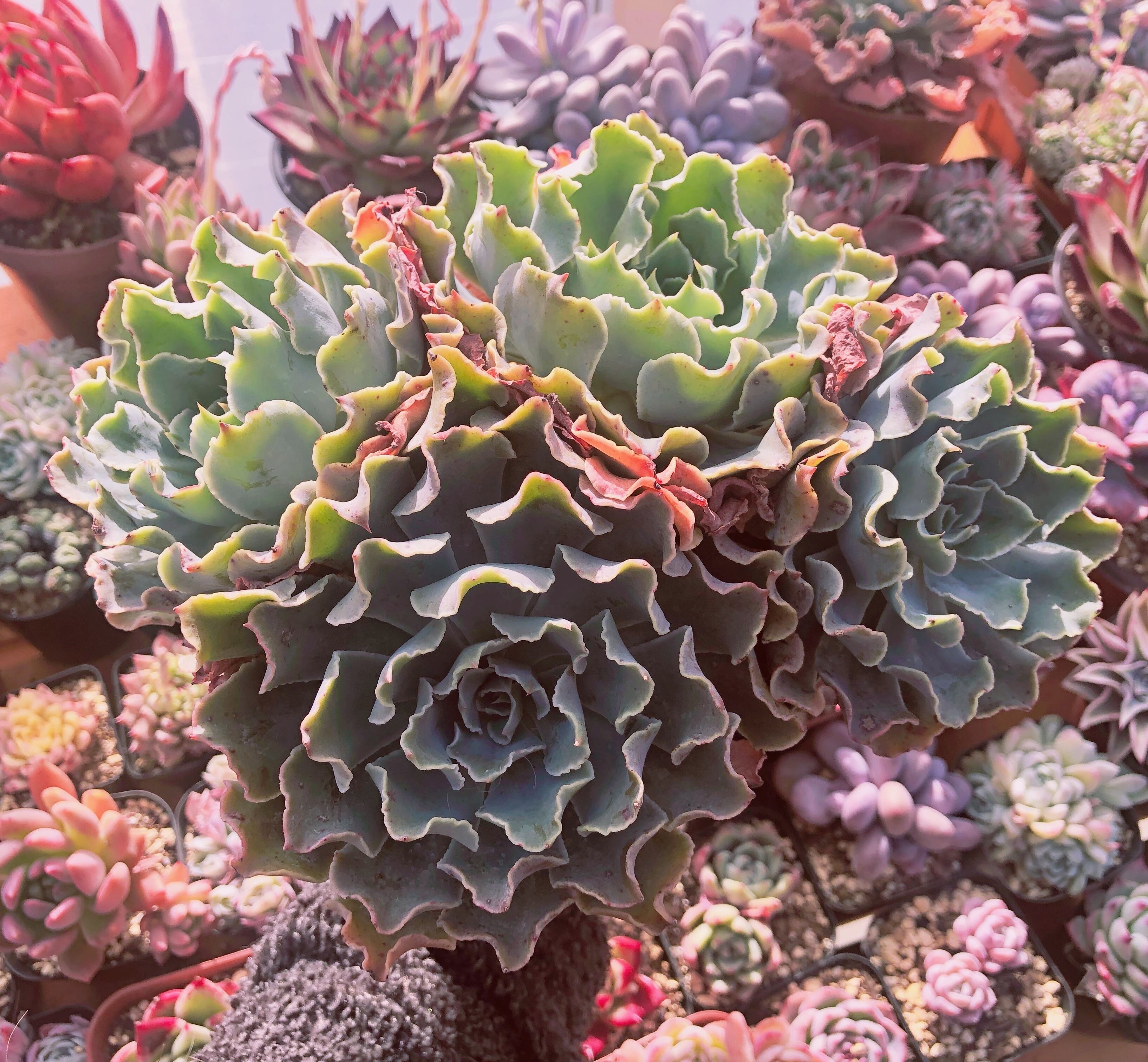 多肉植物 Tsunami 4～5頭 特大群生 | るる農園~多肉植物専門