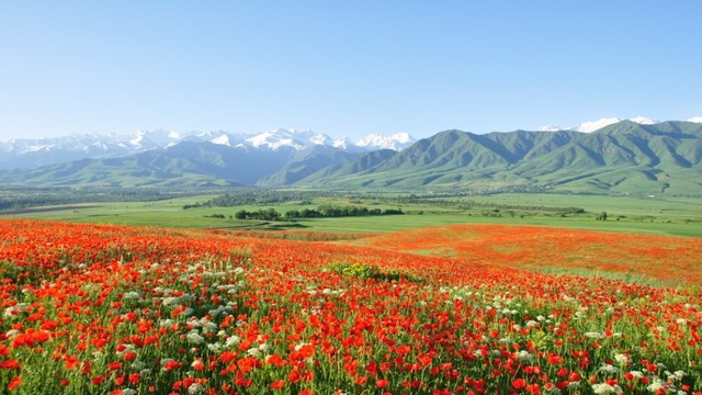 送料無料 6本セット【完全非加熱生はちみつ】キルギスの白いはちみつ 250g（活性酵素、無添加、無農薬）新ラベルになりました