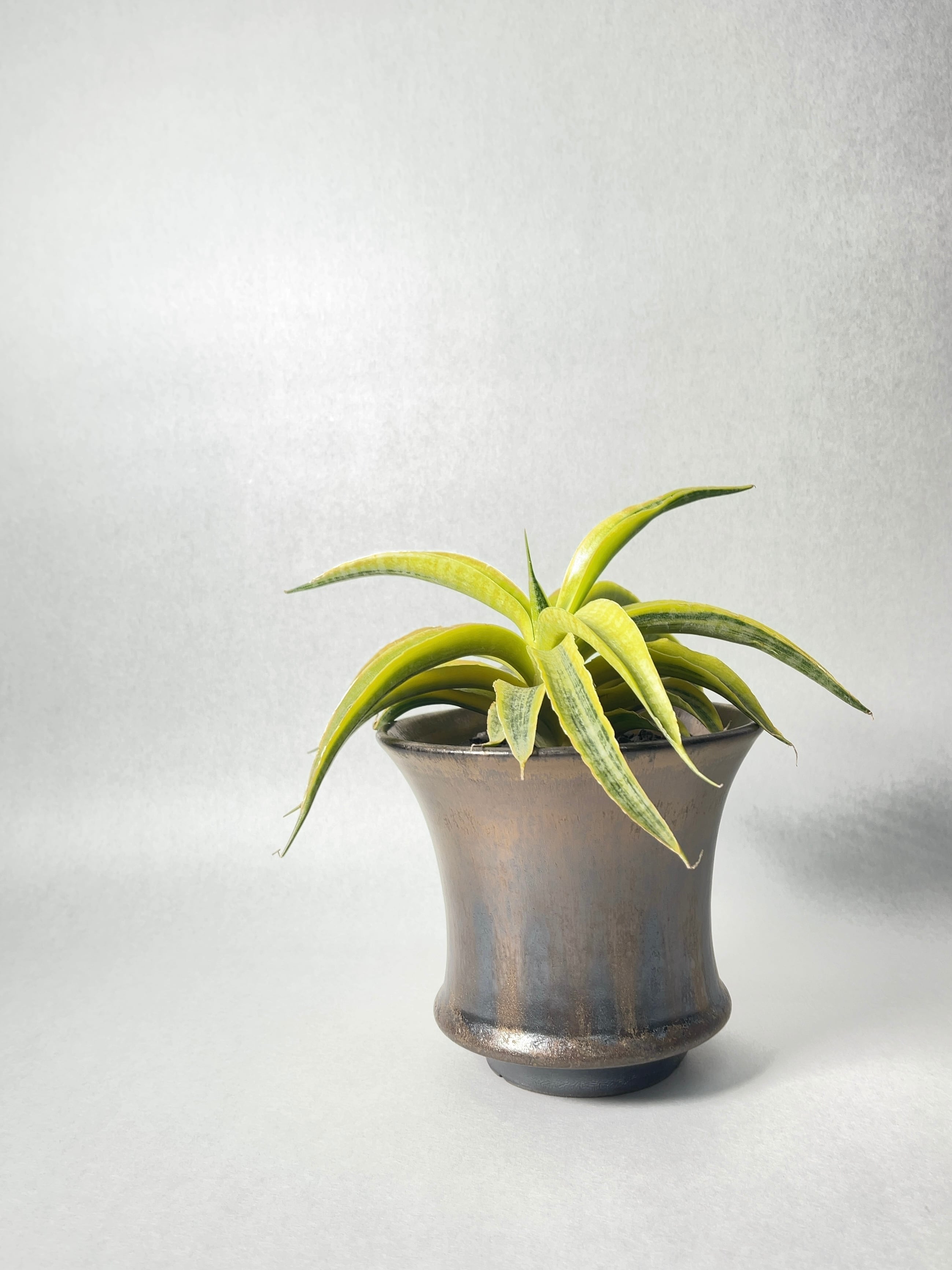 サンセベリア サイアム ゴールド 4号鉢