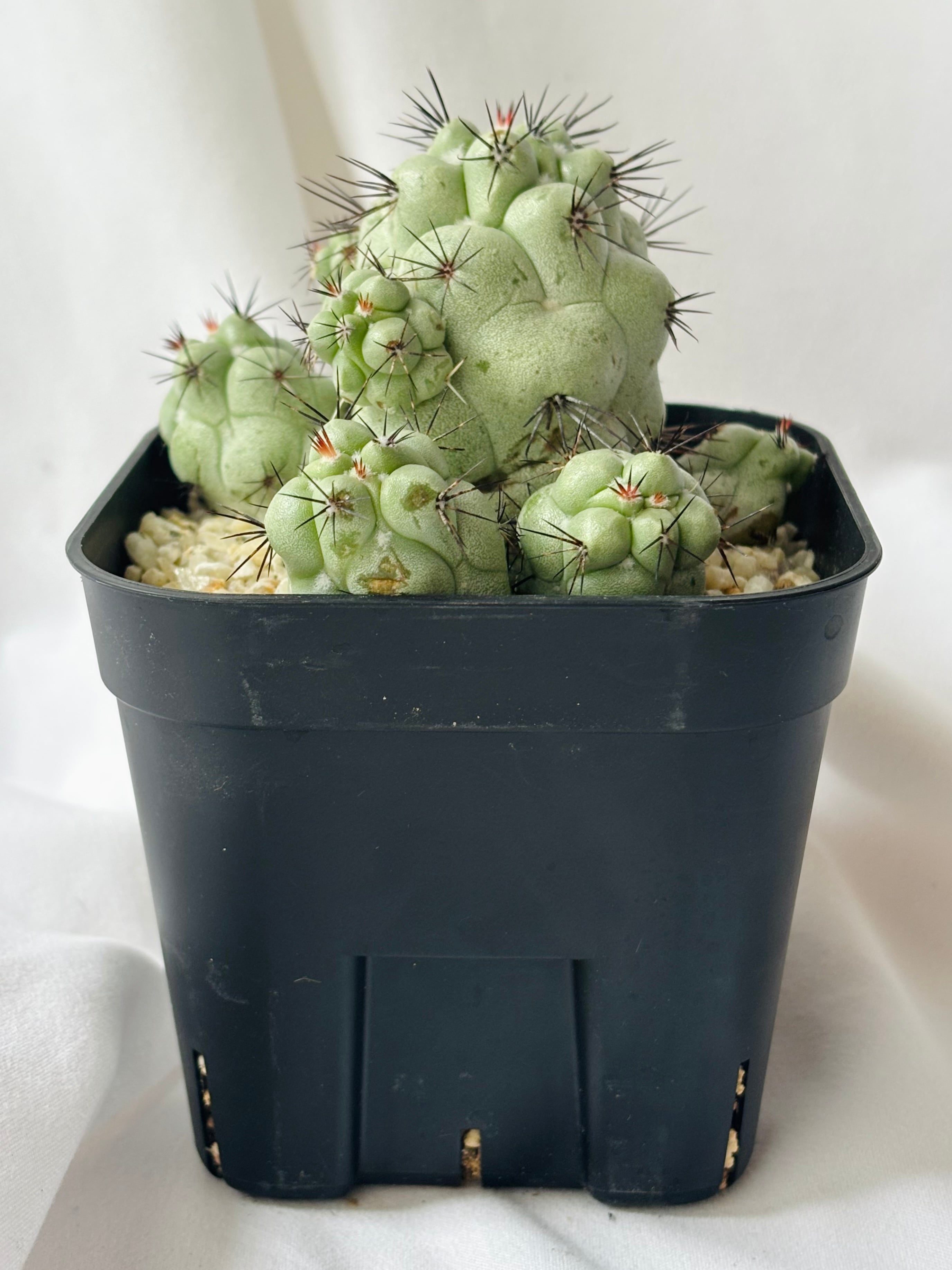 Ortegocactus macdougallii オルテゴカクタス マクドガリー サボテン