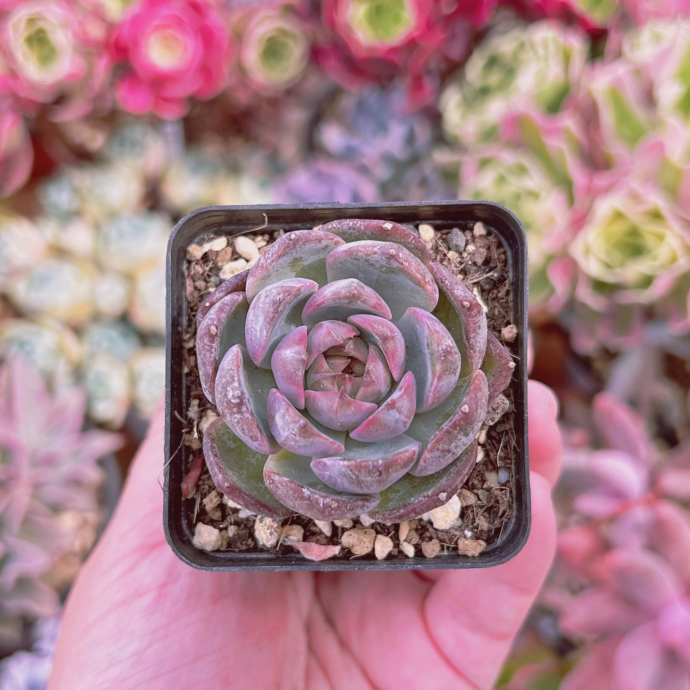 #025現物　多肉植物　ブルーベリー月影　抜き苗