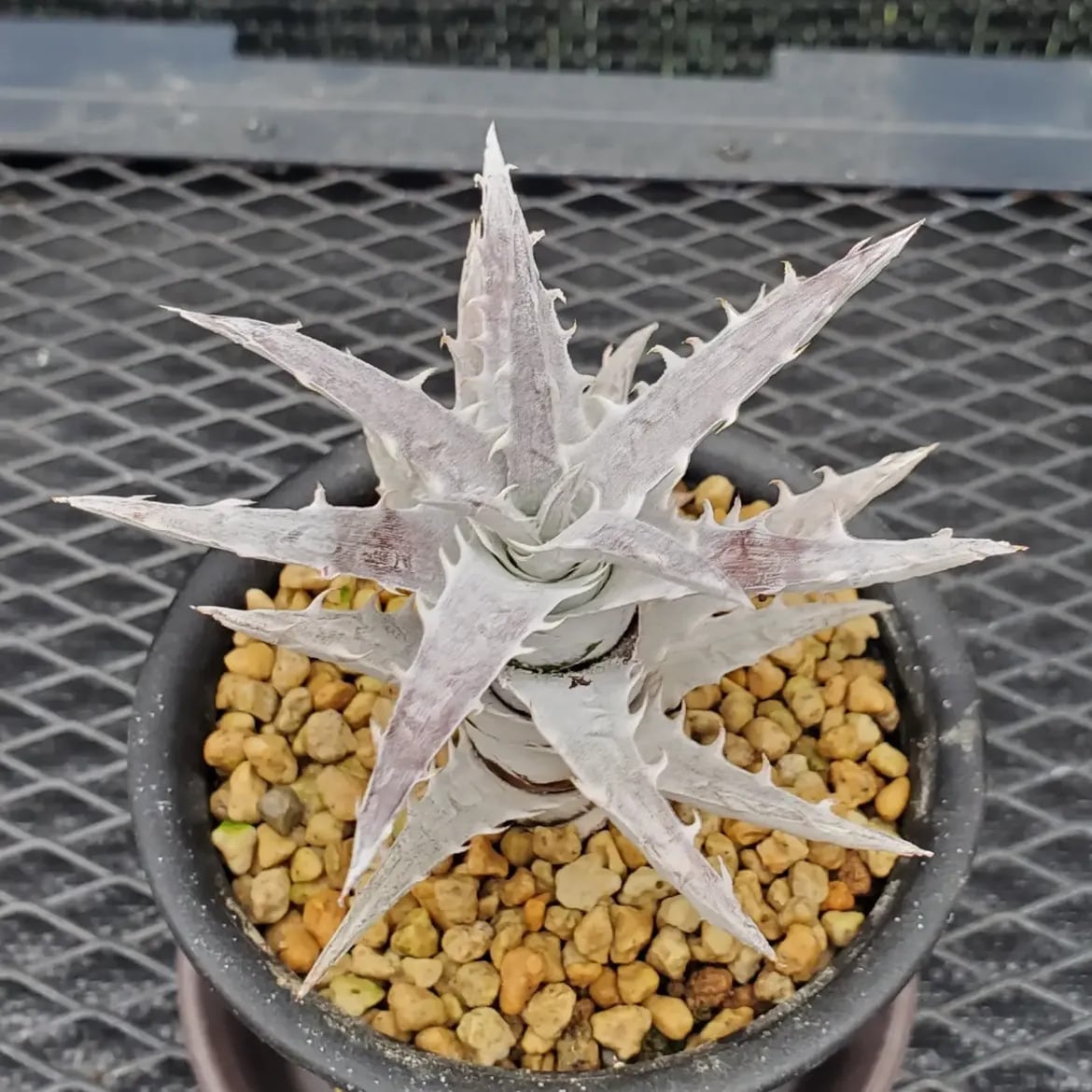 レアプランツ通販サイトPlants Maniax（プランツ・マニアックス）