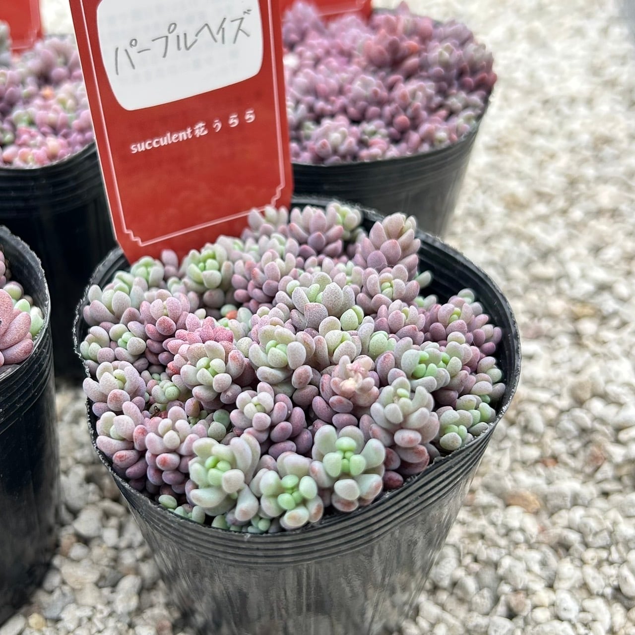 ALL ITEM | Succulent 花うらら 〜多肉植物