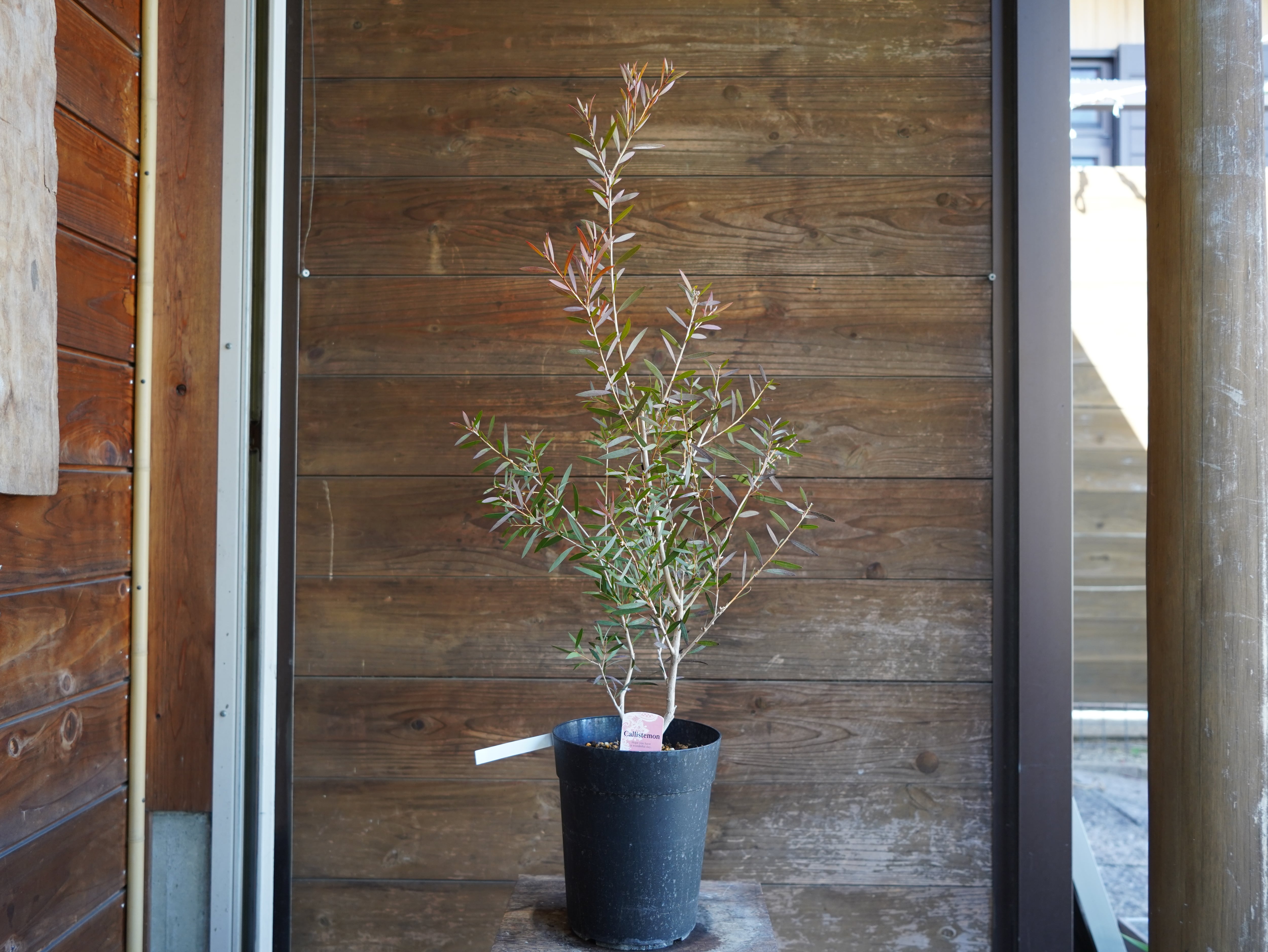 【現物】カリステモン　”ピンディーピンディー”