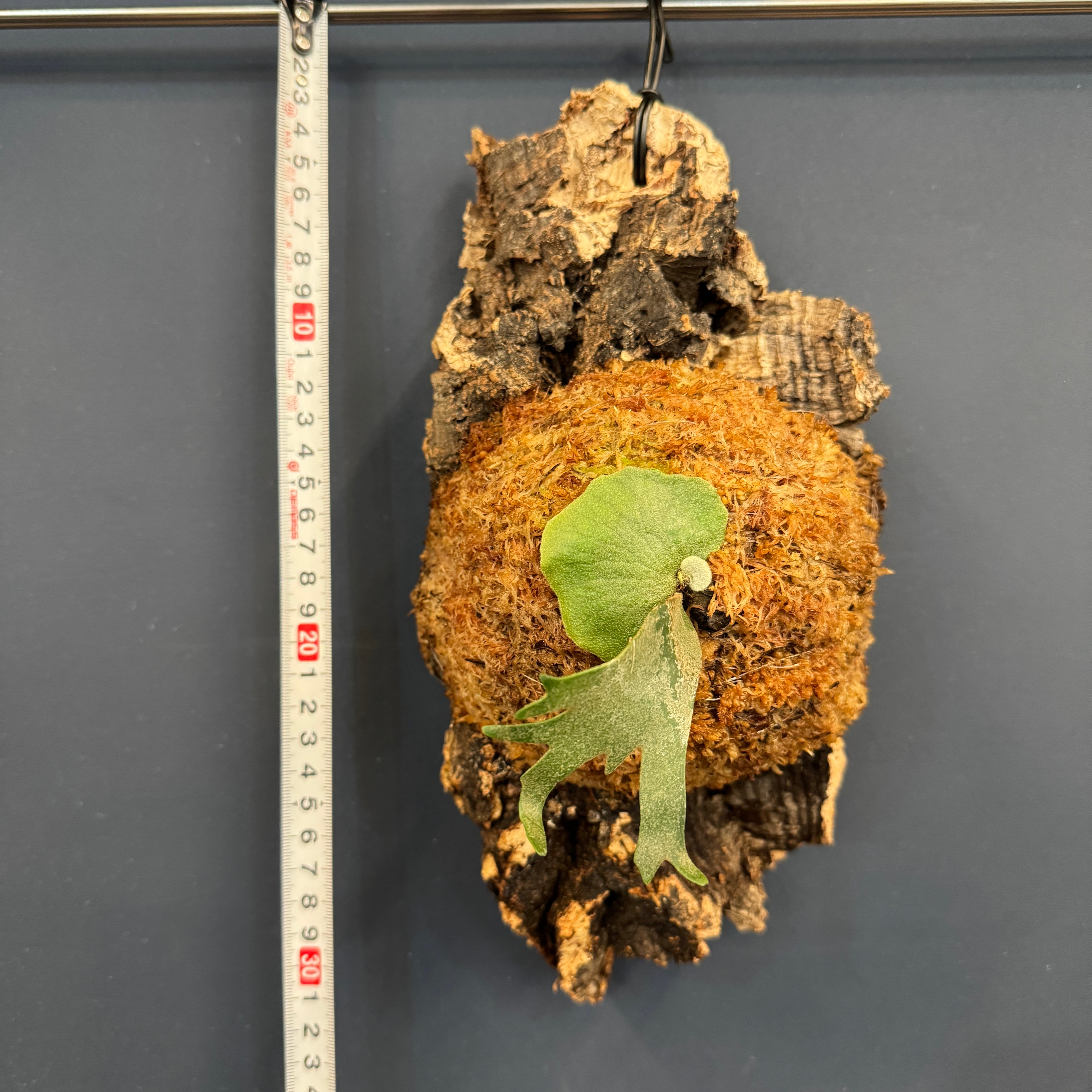 ビカクシダ willinckii 'OMG' TC 板付け (コルク)【252】 | PROTOLEAF