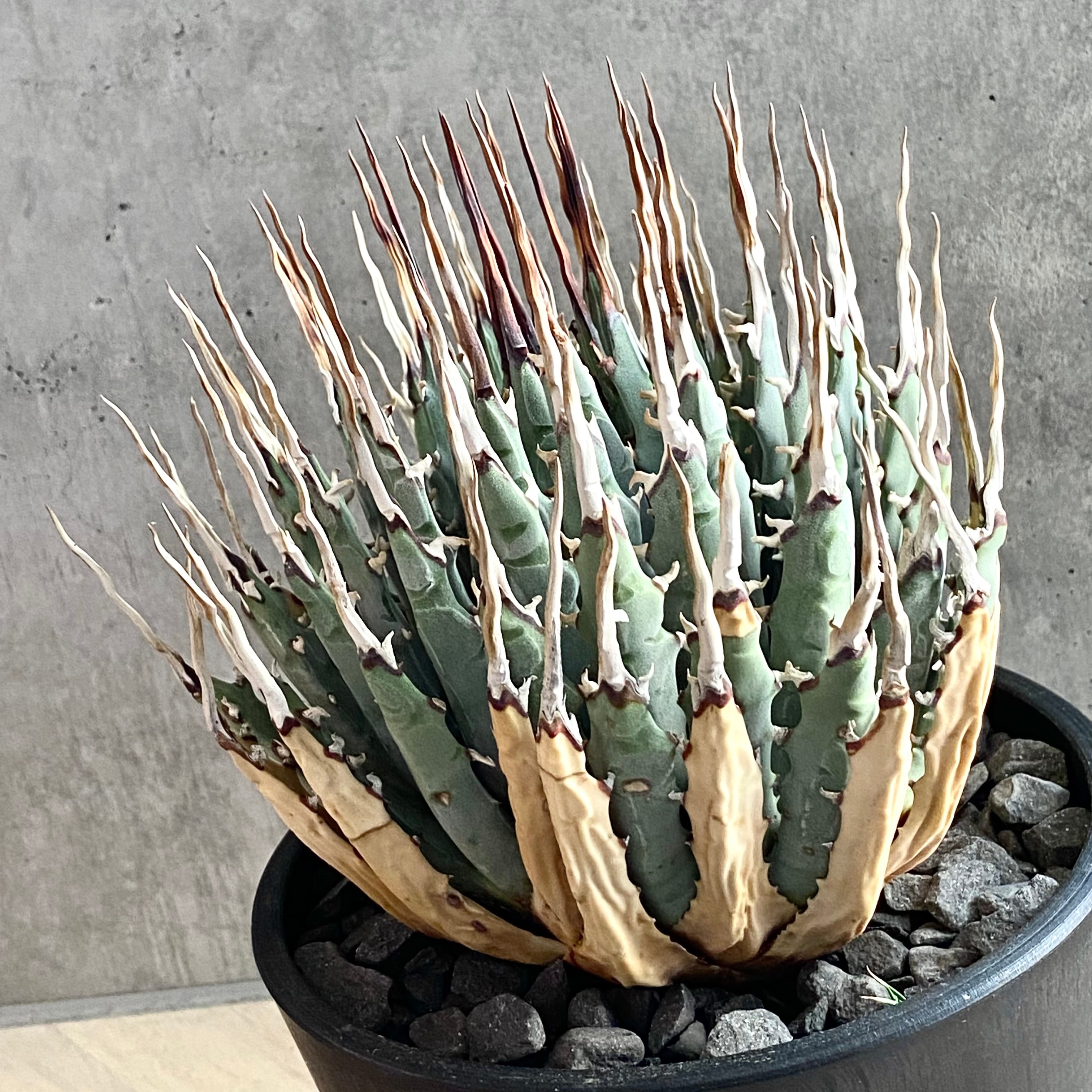 agave utahensis eborispina /アガベ ユタエンシス エボリスピナ agave utahensis eborispina /アガベ ユタエンシス エボリスピナ