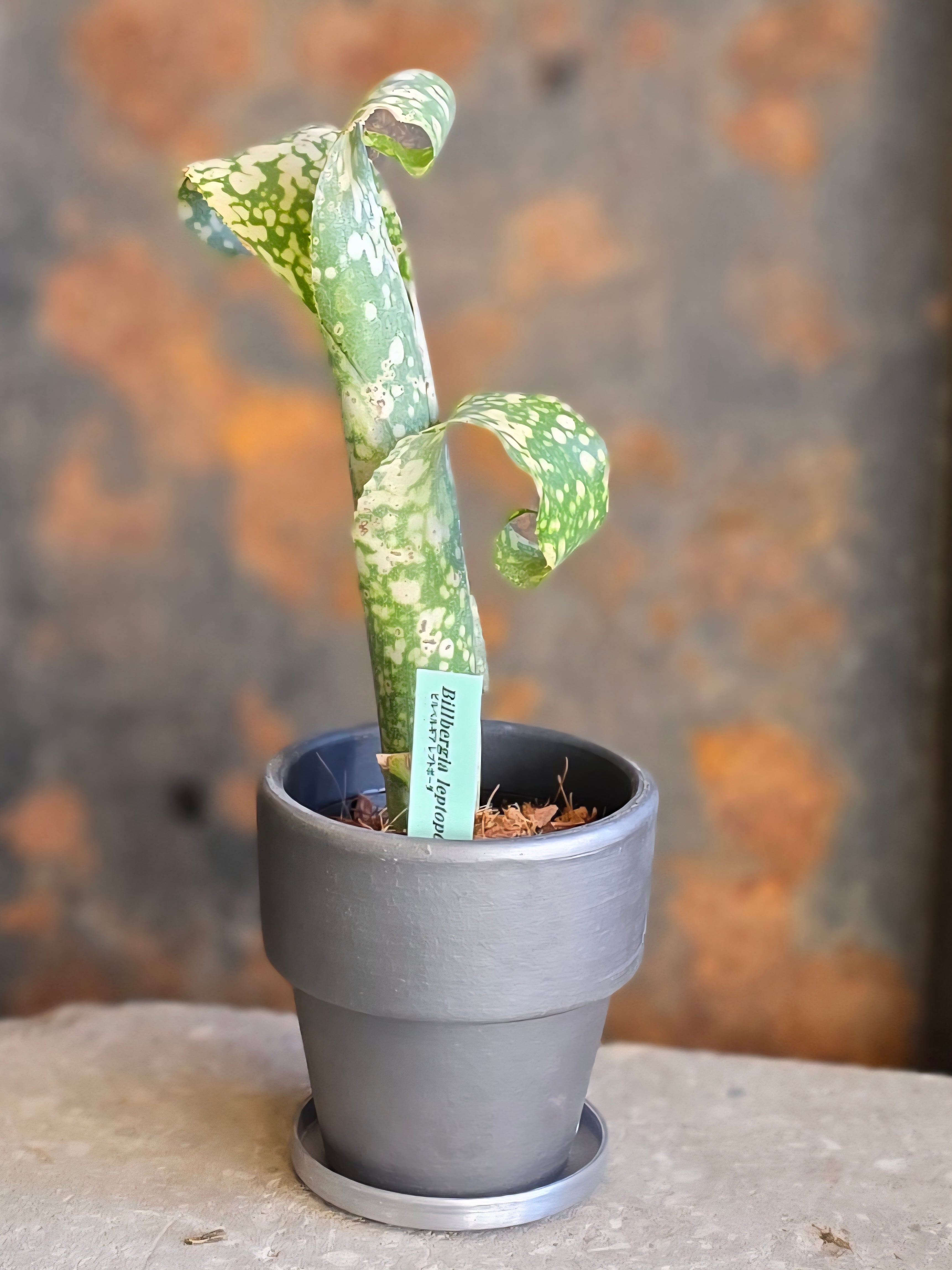 ビルベルギア・レプトボーダ　(2.５号)