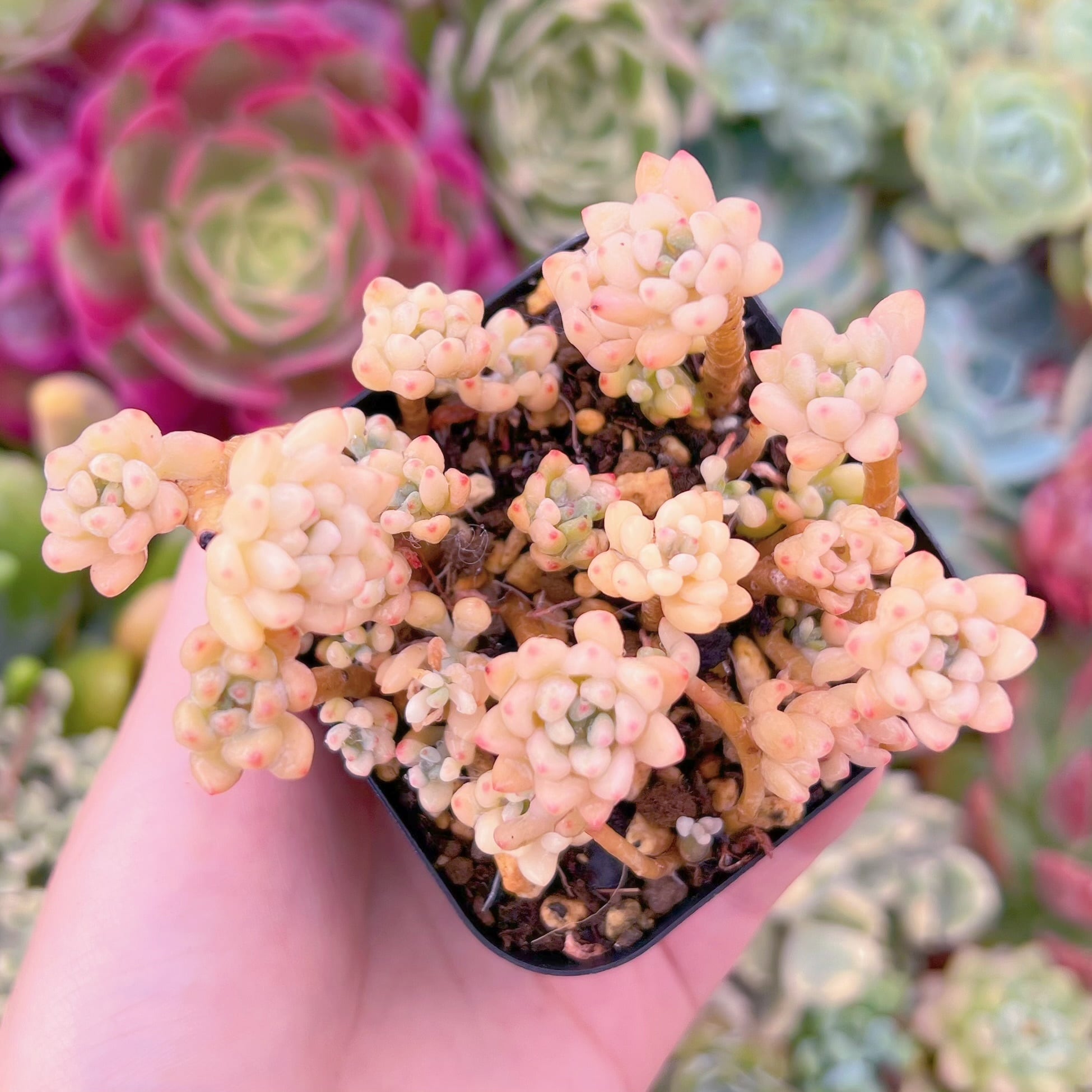 現品　ブルービーン錦#F227　るる農園