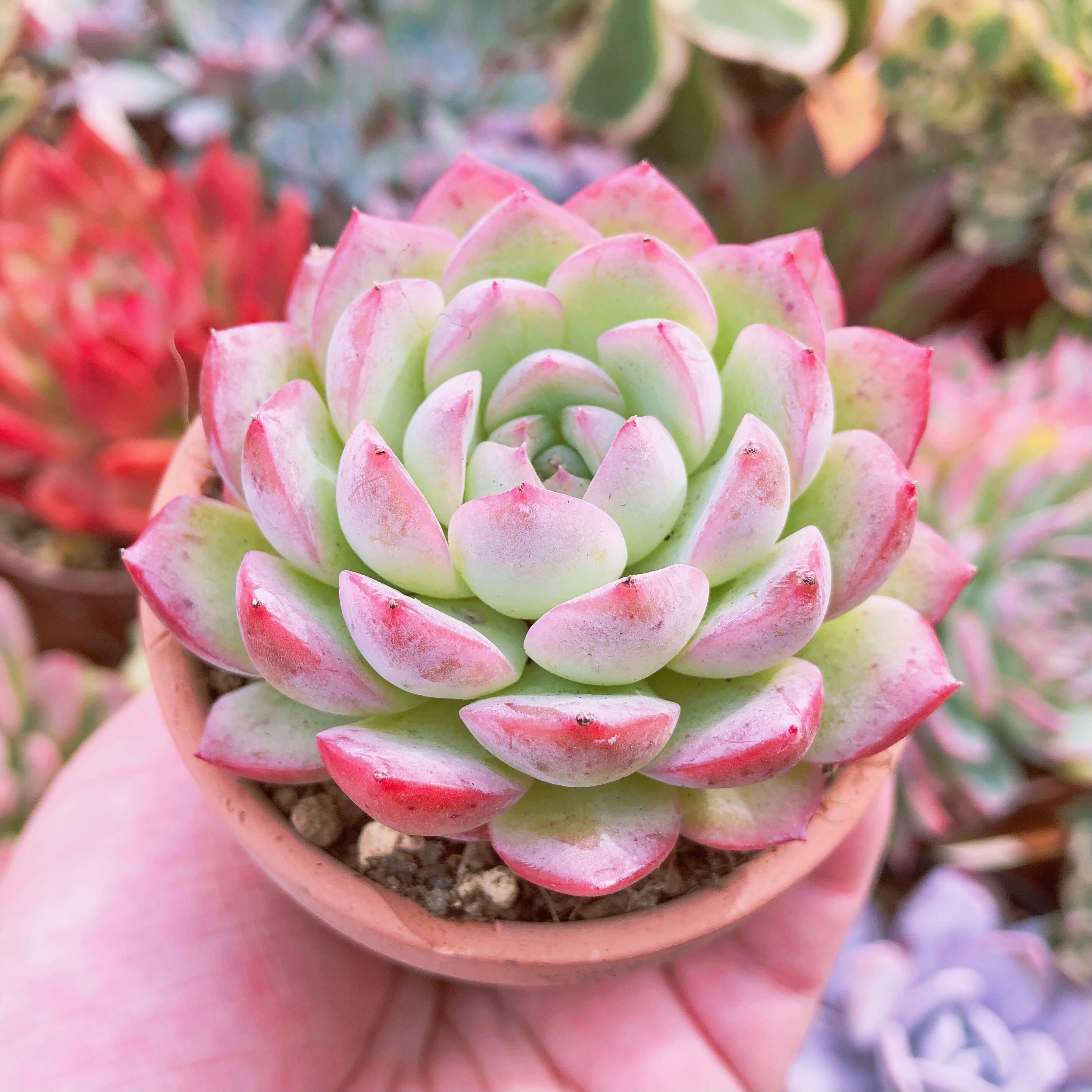 多肉植物　エリザベスローズ