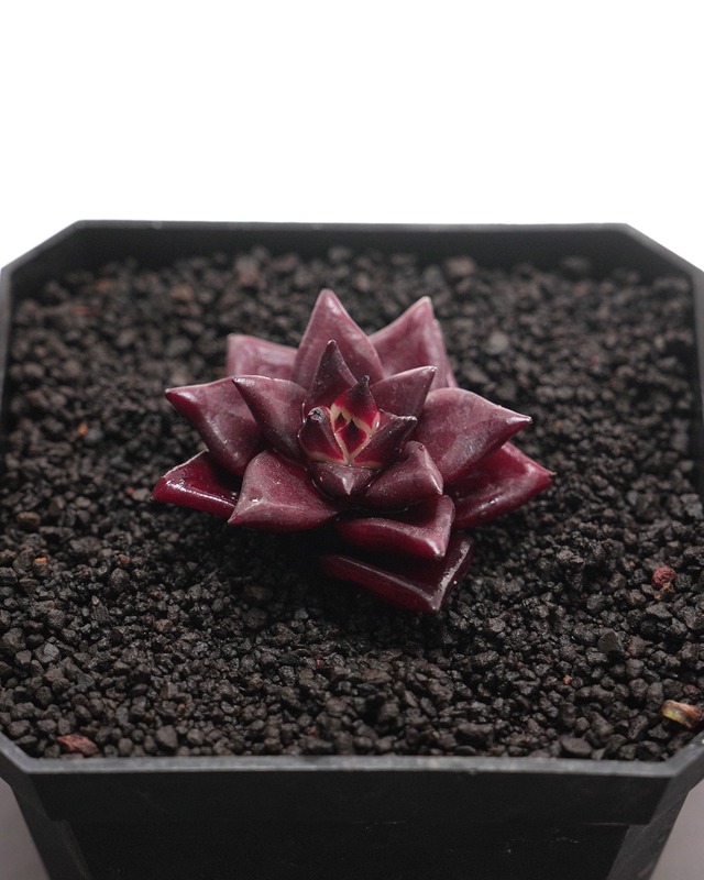 カット苗 ロメオルビン ミニ株 Echeveria agavoides 'Romeo Rubin'